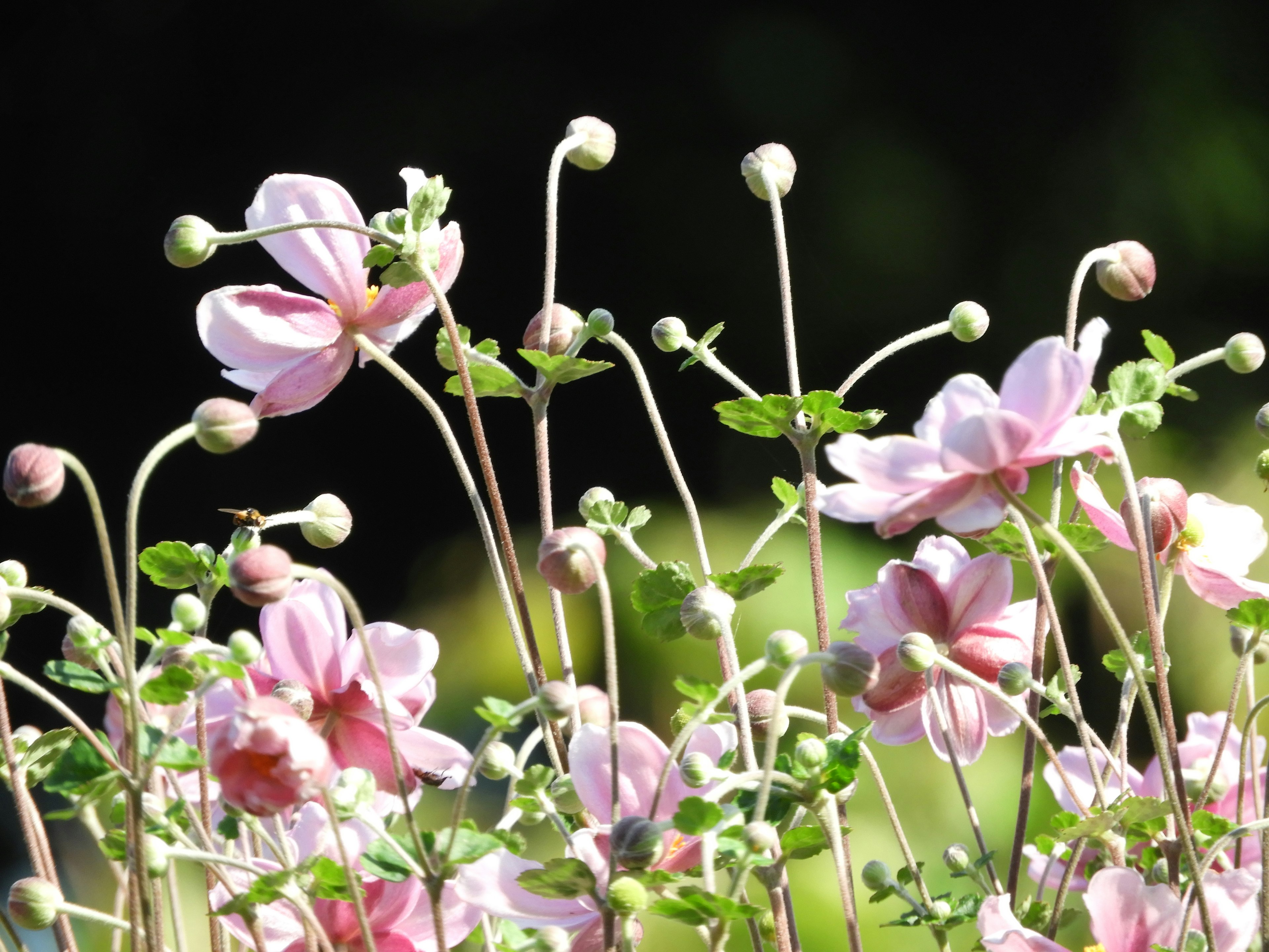 Groupe de fleurs roses pâles et de boutons avec des feuilles vertes