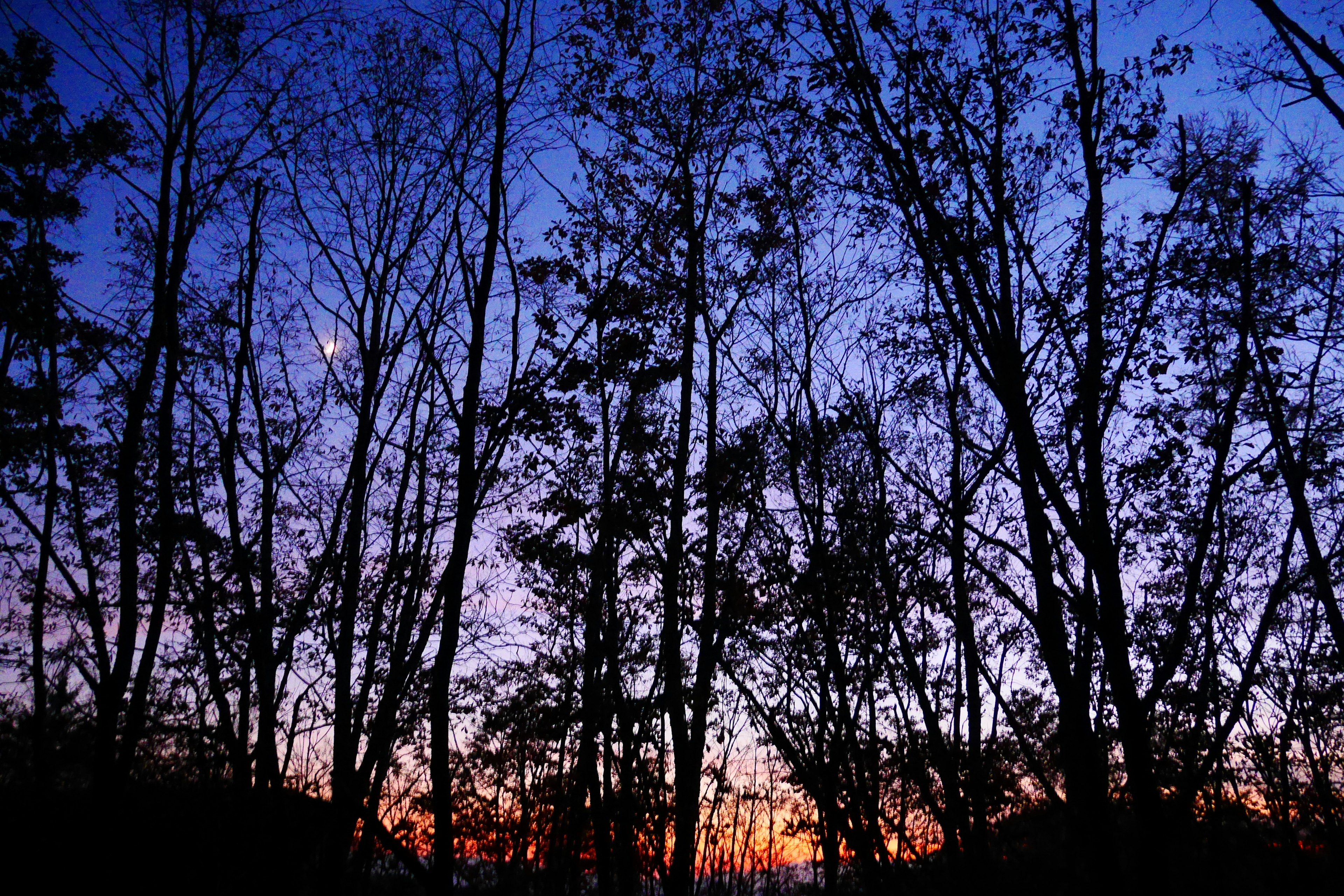 Silhouette d'arbres contre un ciel crépusculaire