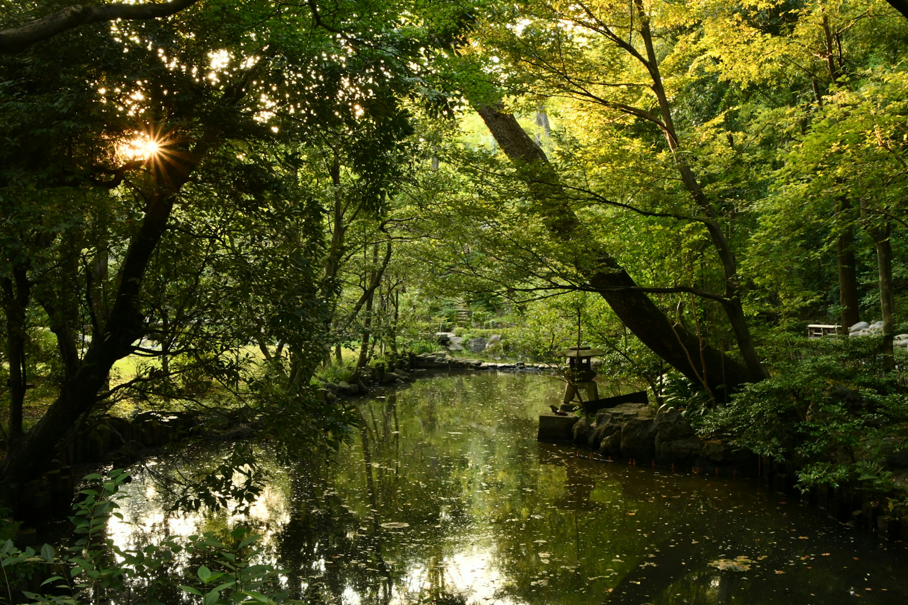 Arroyo sereno rodeado de árboles verdes exuberantes