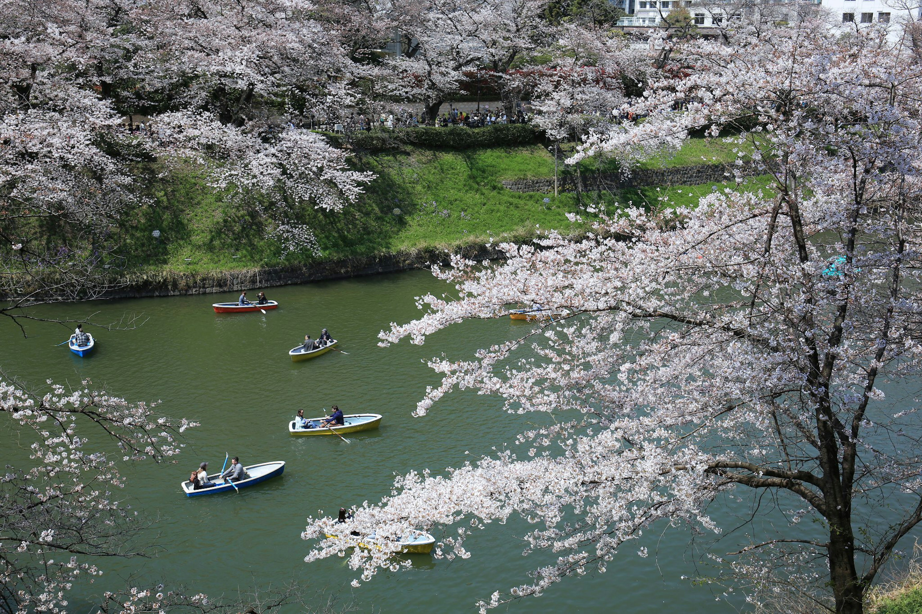 Scenic view of cherry blossom trees along a river with boats