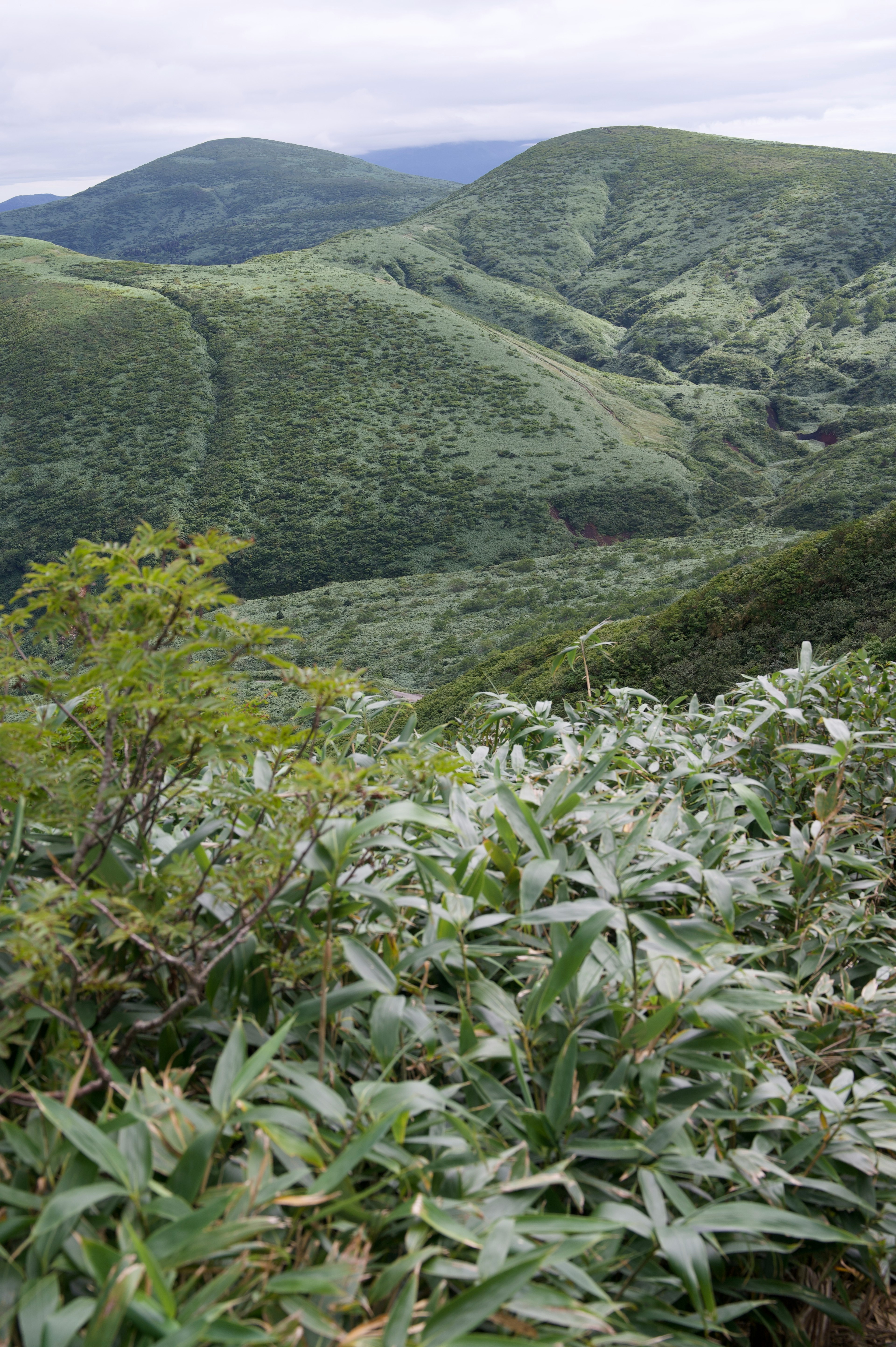 郁郁蔥蔥的山丘和草原景觀