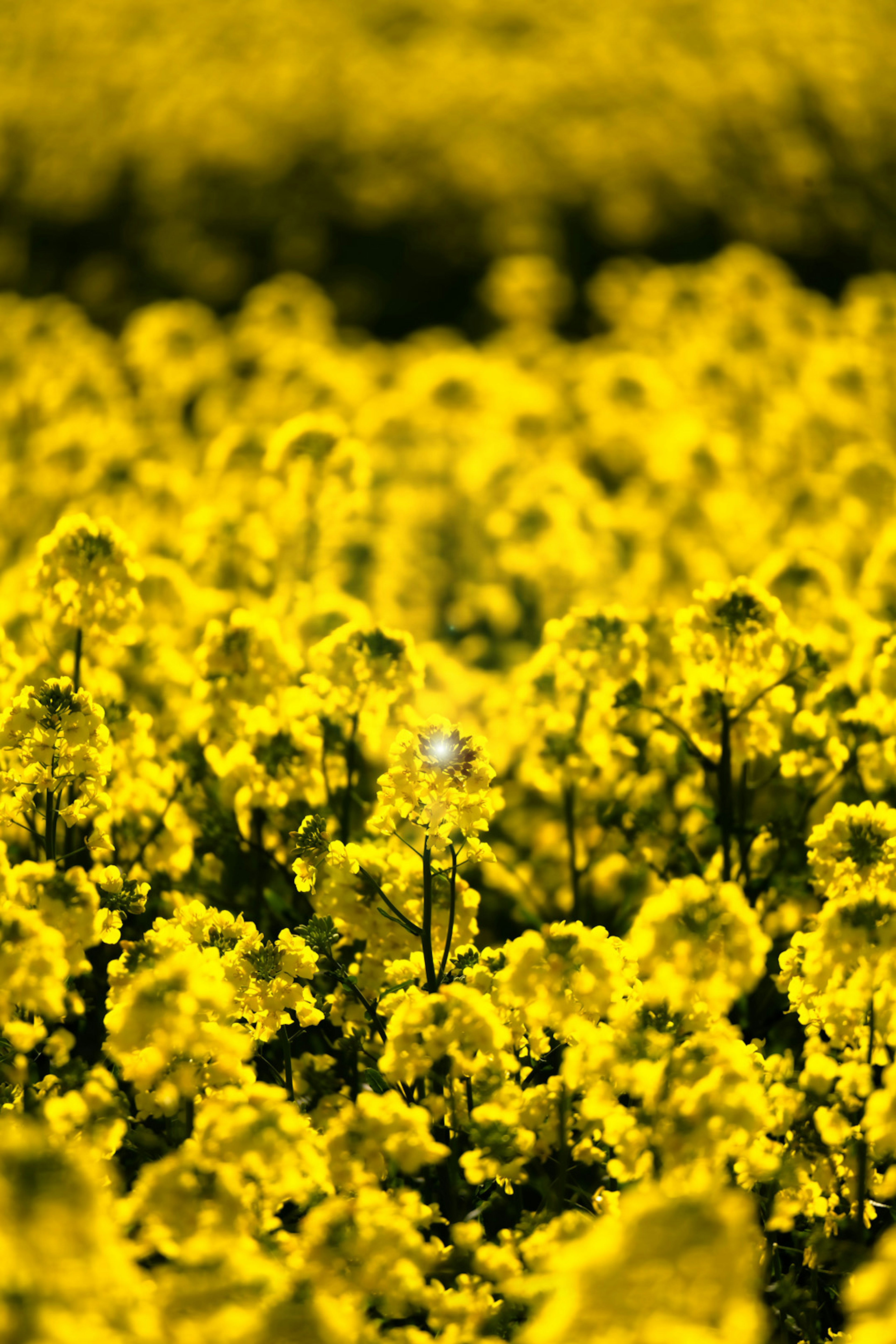 黄色い花が咲き誇る広大な菜の花畑の風景