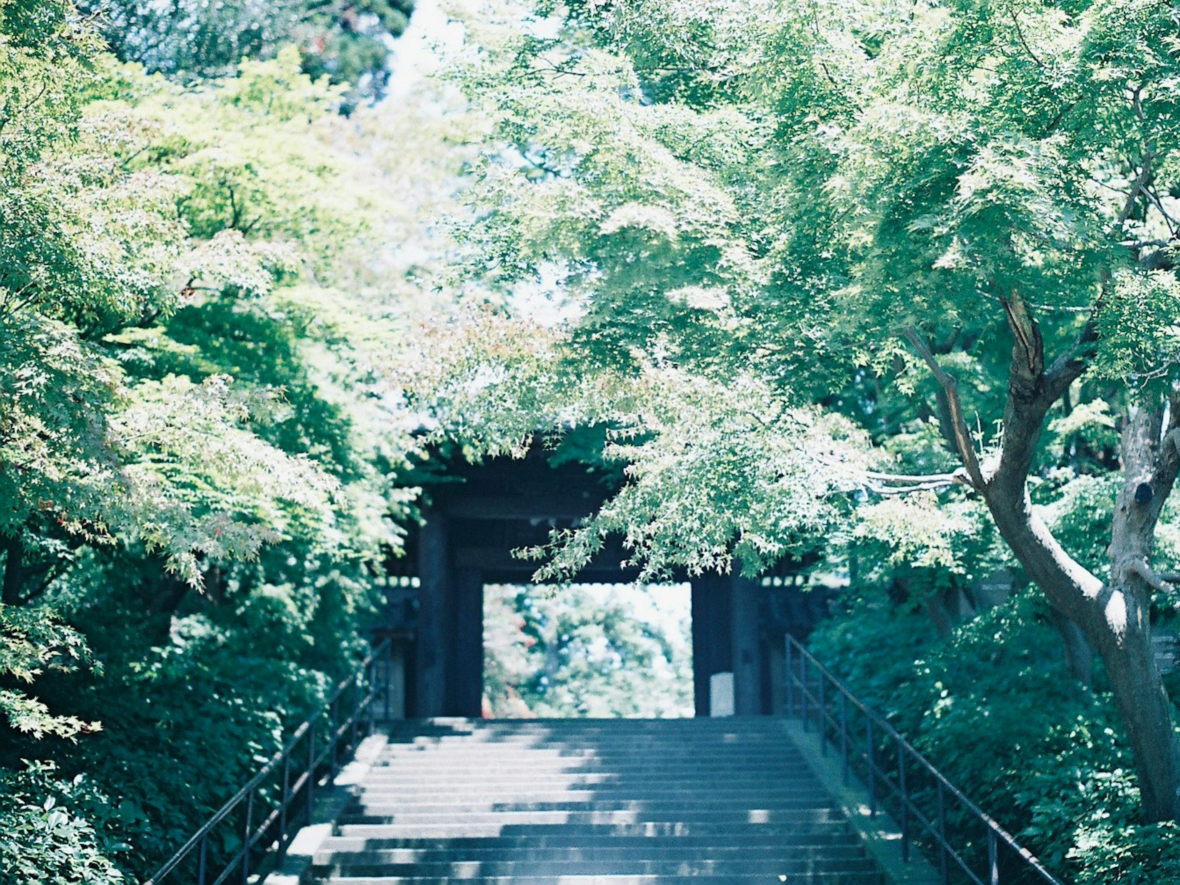 緑豊かな木々に囲まれた階段と門の風景