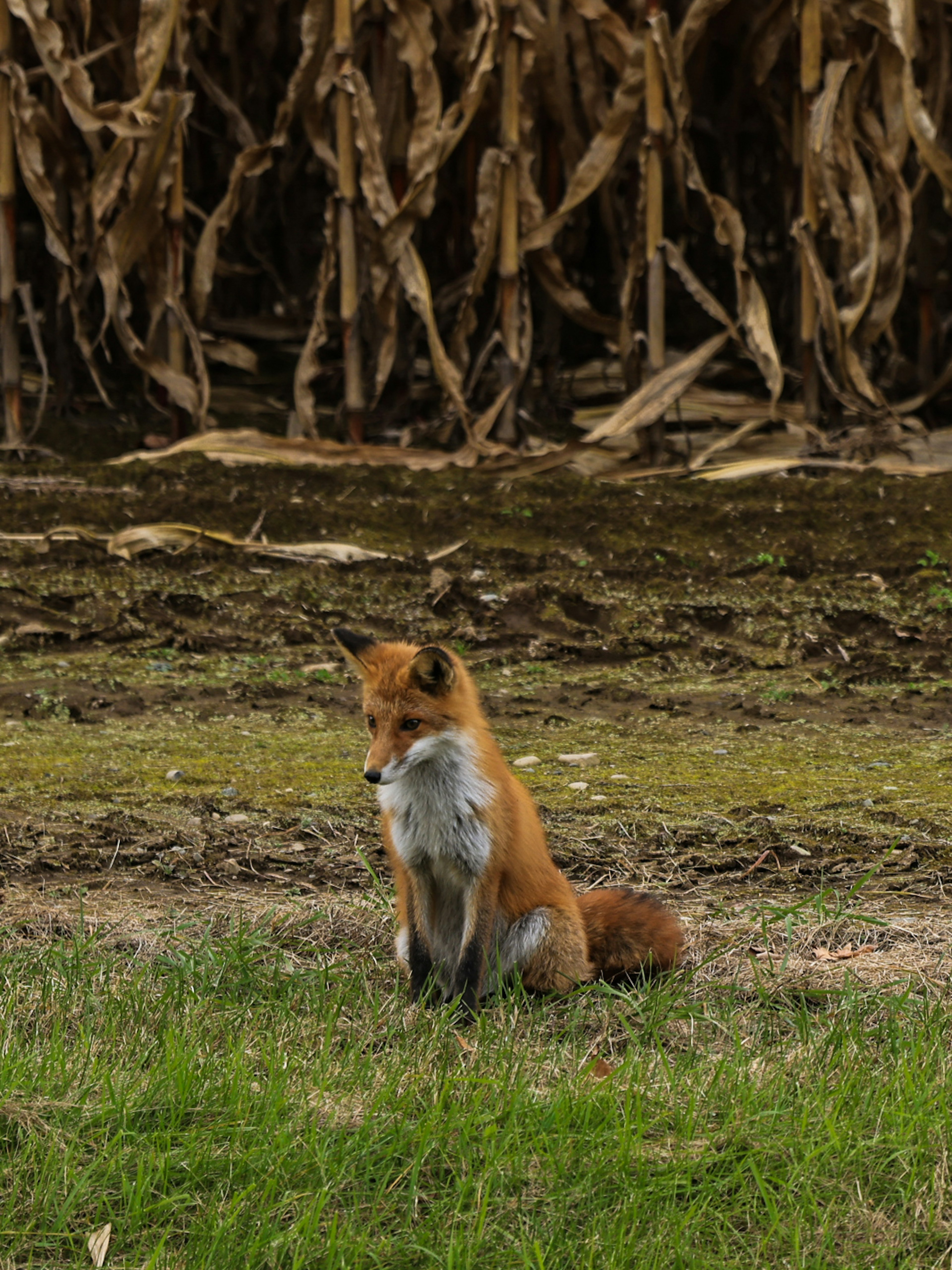 Roter Fuchs sitzt in einem grasbewachsenen Bereich mit getrockneten Maisstängeln im Hintergrund