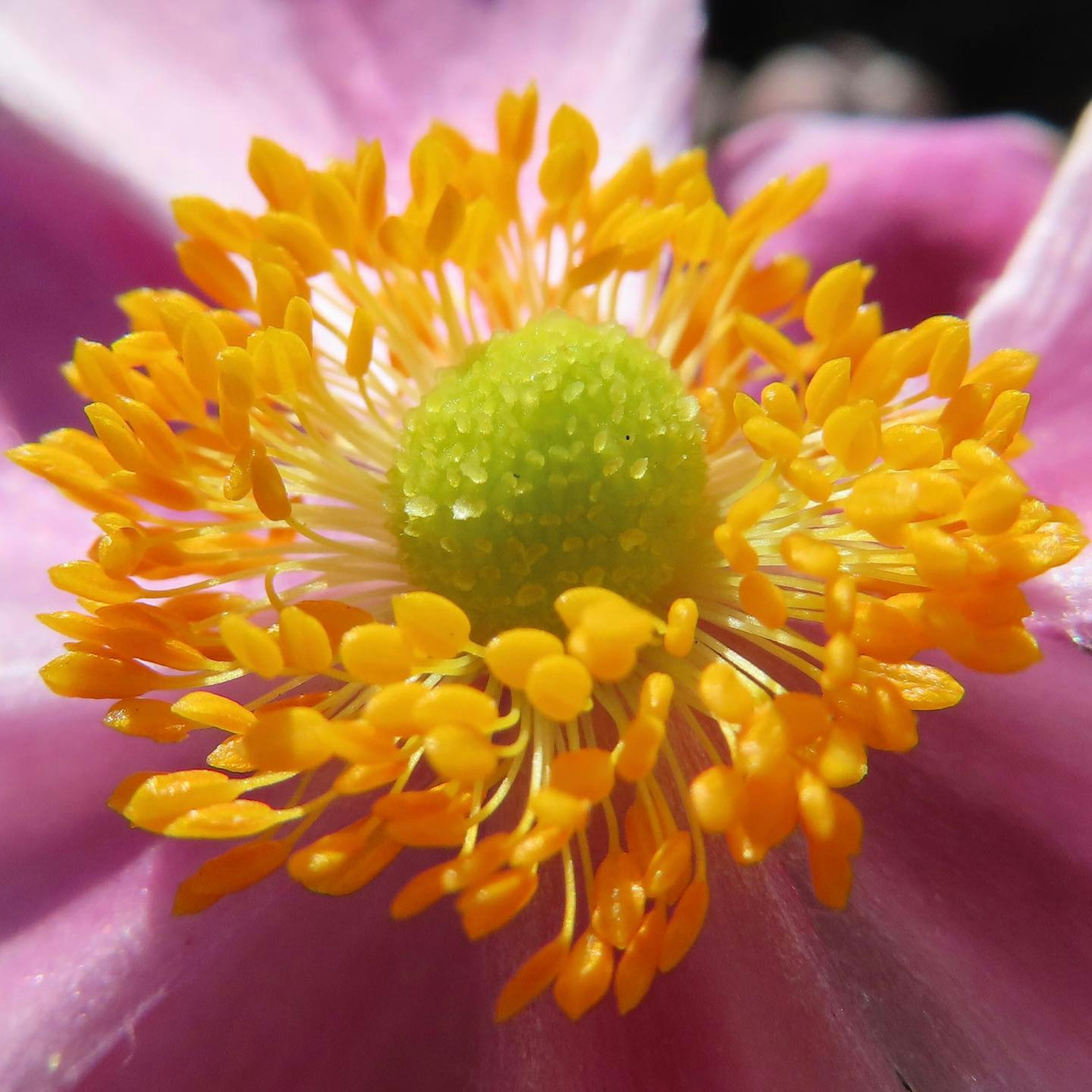 鮮やかなピンクの花びらの中心にある緑色の雄しべとオレンジ色の花粉