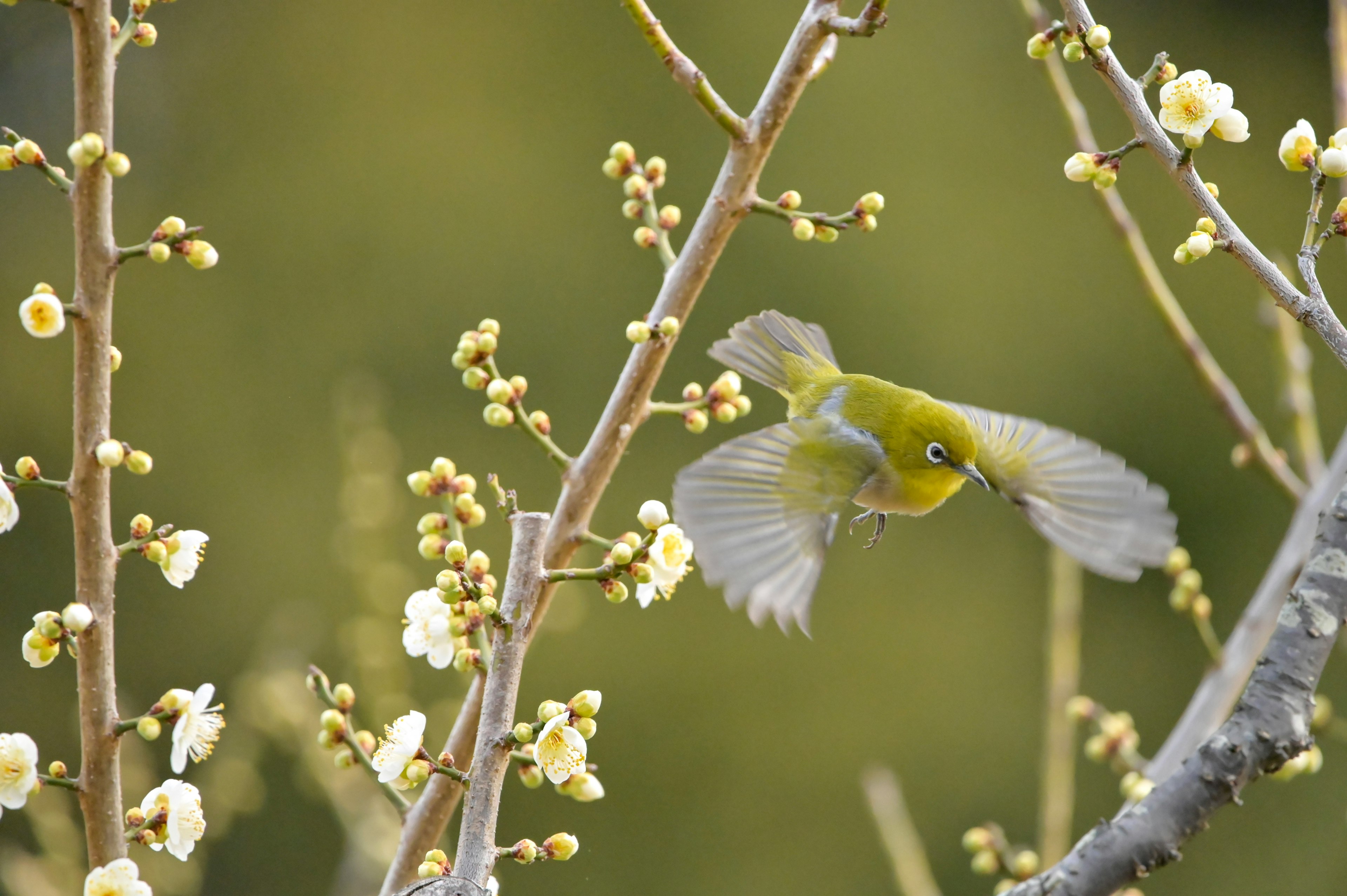 Un piccolo uccello giallo che vola vicino a un ramo fiorito