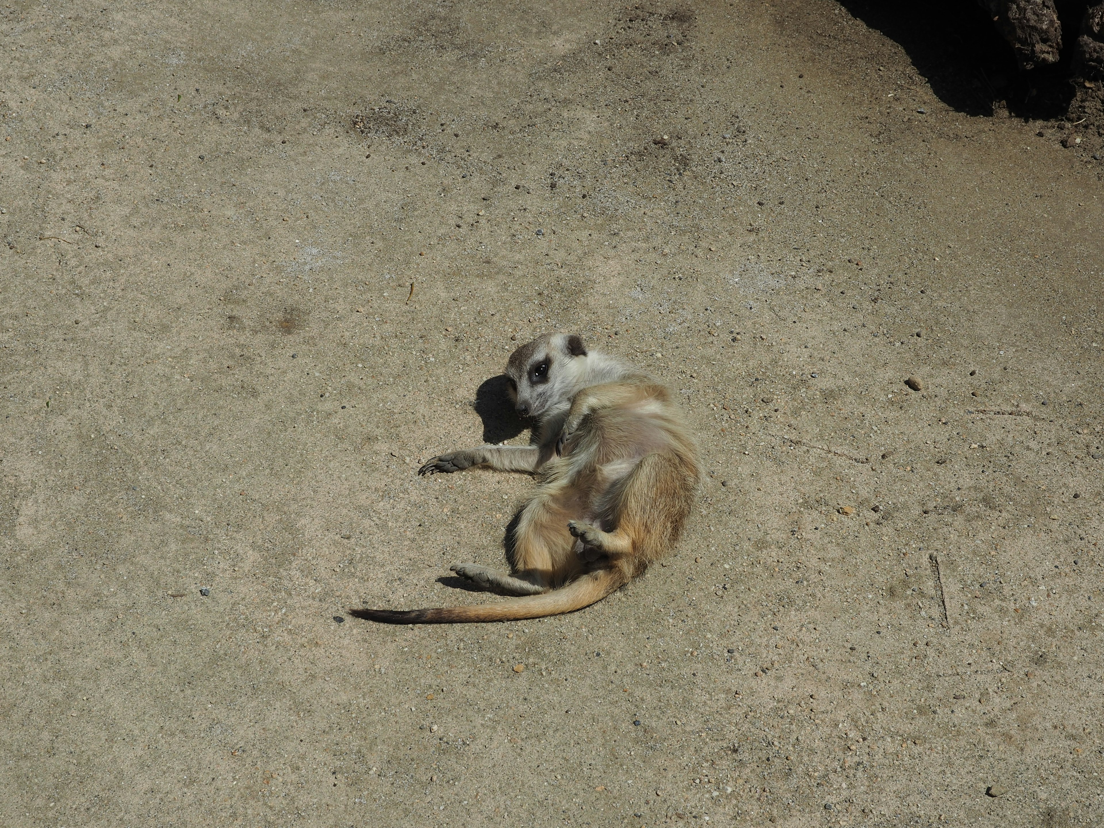 A mongoose basking in the sun on a sandy surface