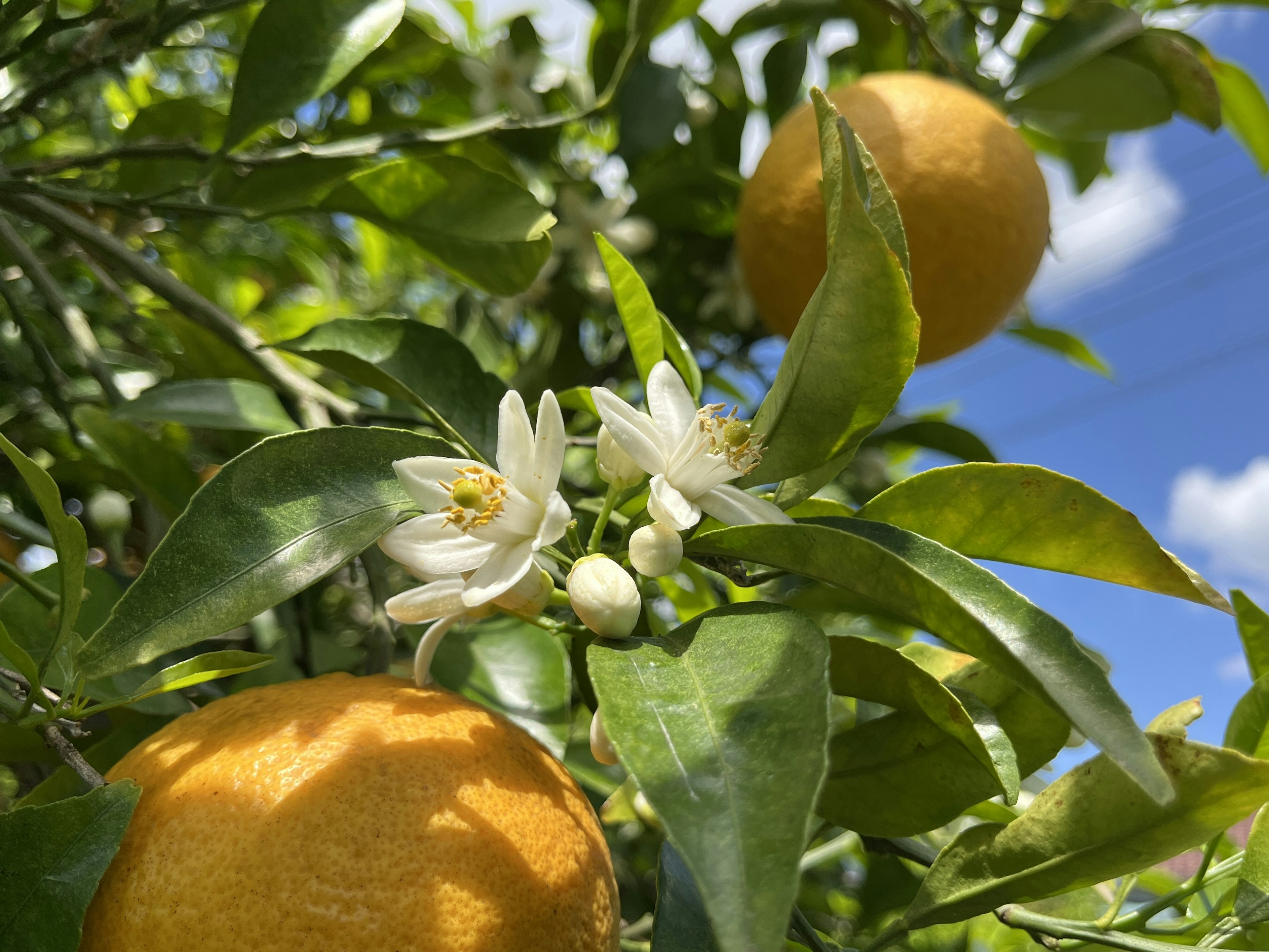 Bild eines Orangenbaums mit reifen Orangen und weißen Blüten