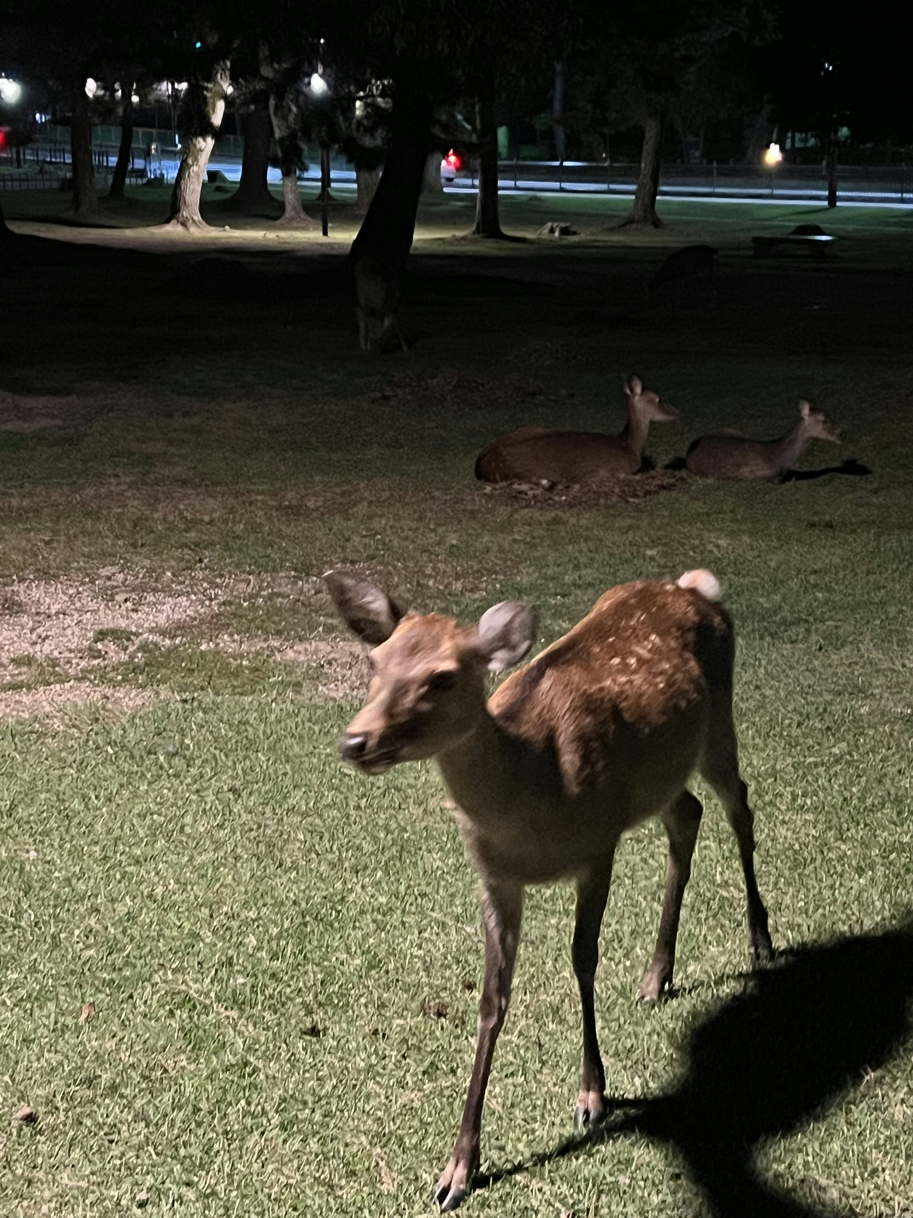 A deer grazing in a park at night with other deer in the background