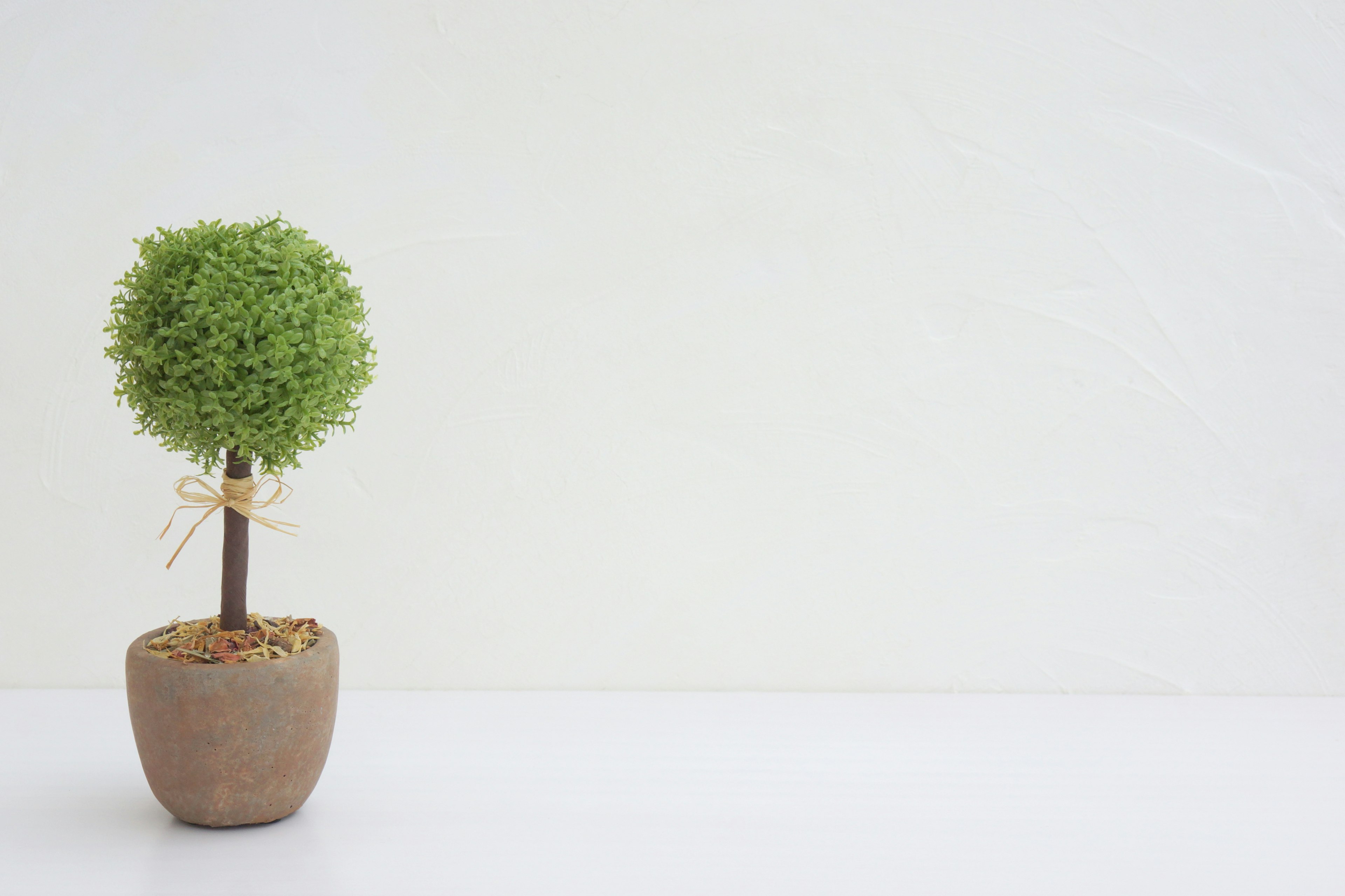 A small green tree planted in a ceramic pot against a plain background