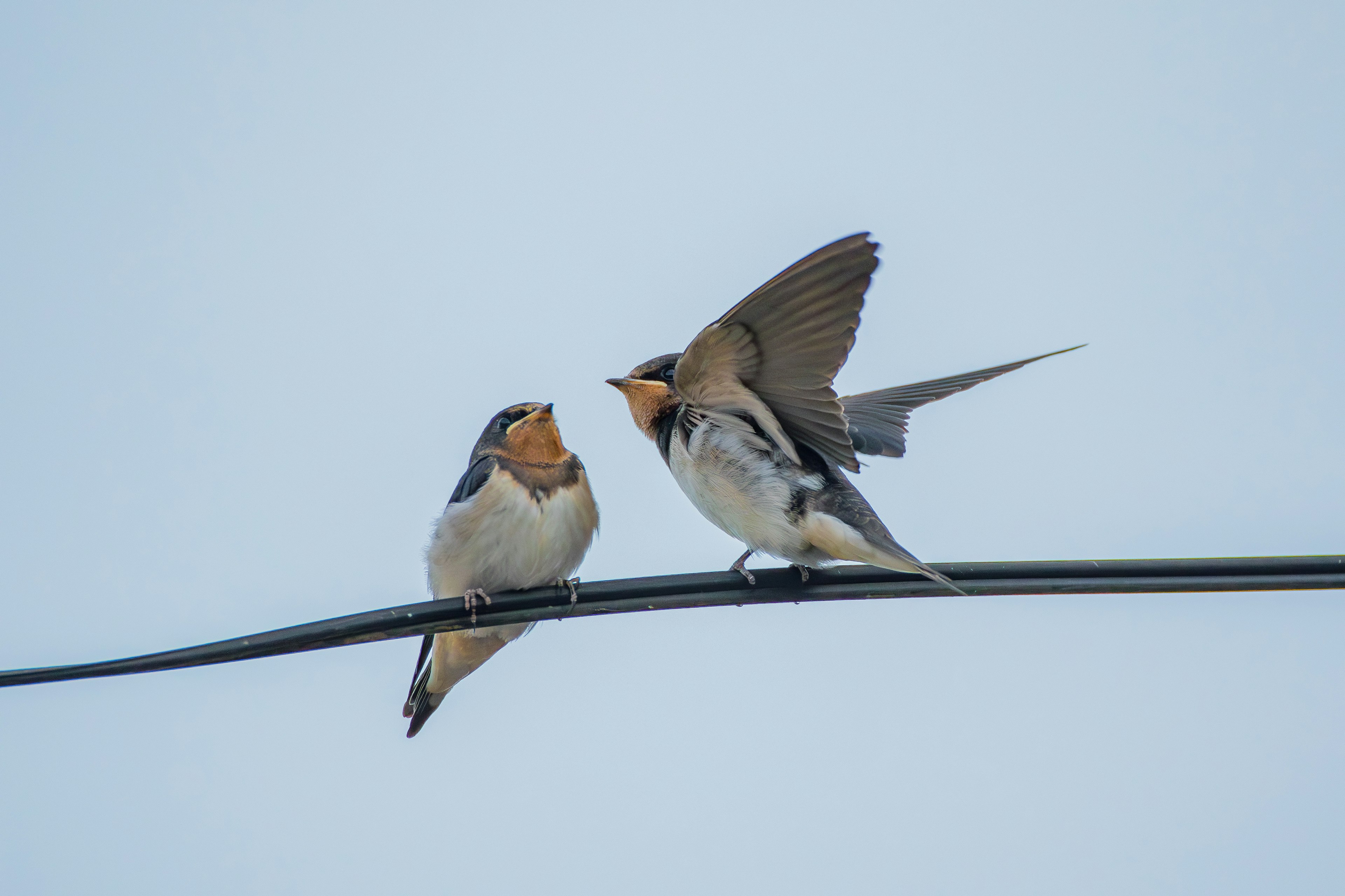 Two swallows facing each other on a wire