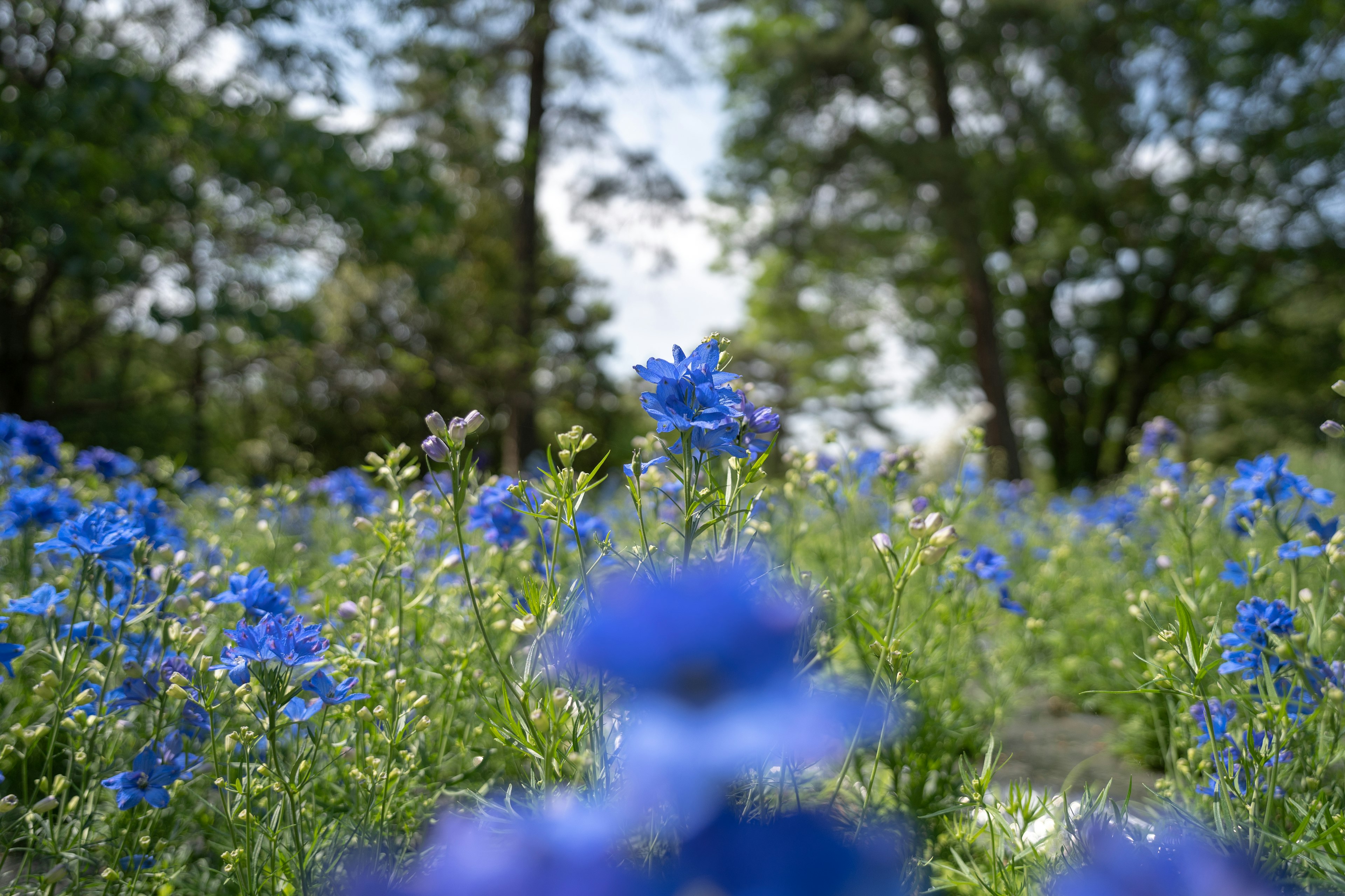 Eine Landschaft mit leuchtend blauen Blumen in voller Blüte