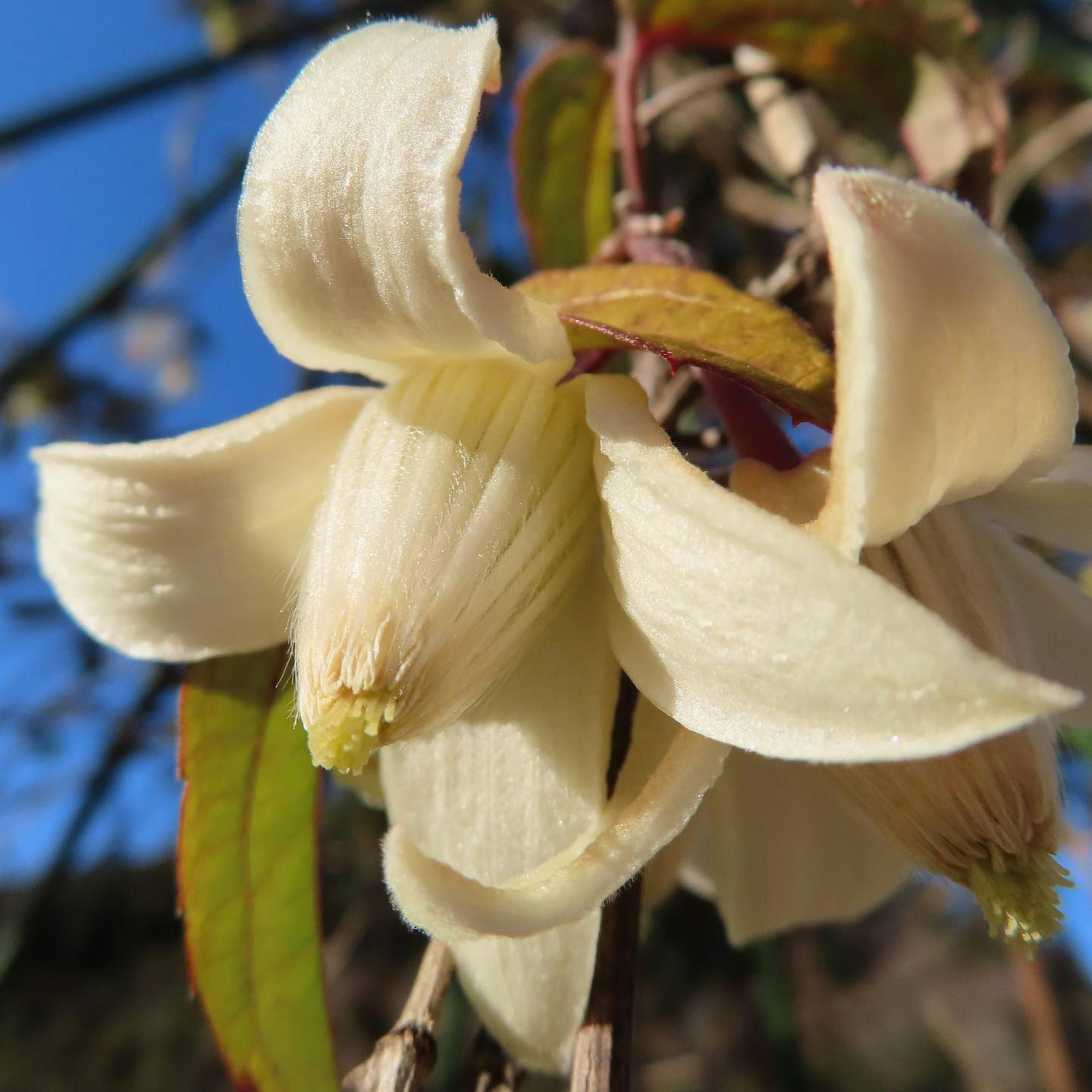 A pale yellow flower blooming under a blue sky