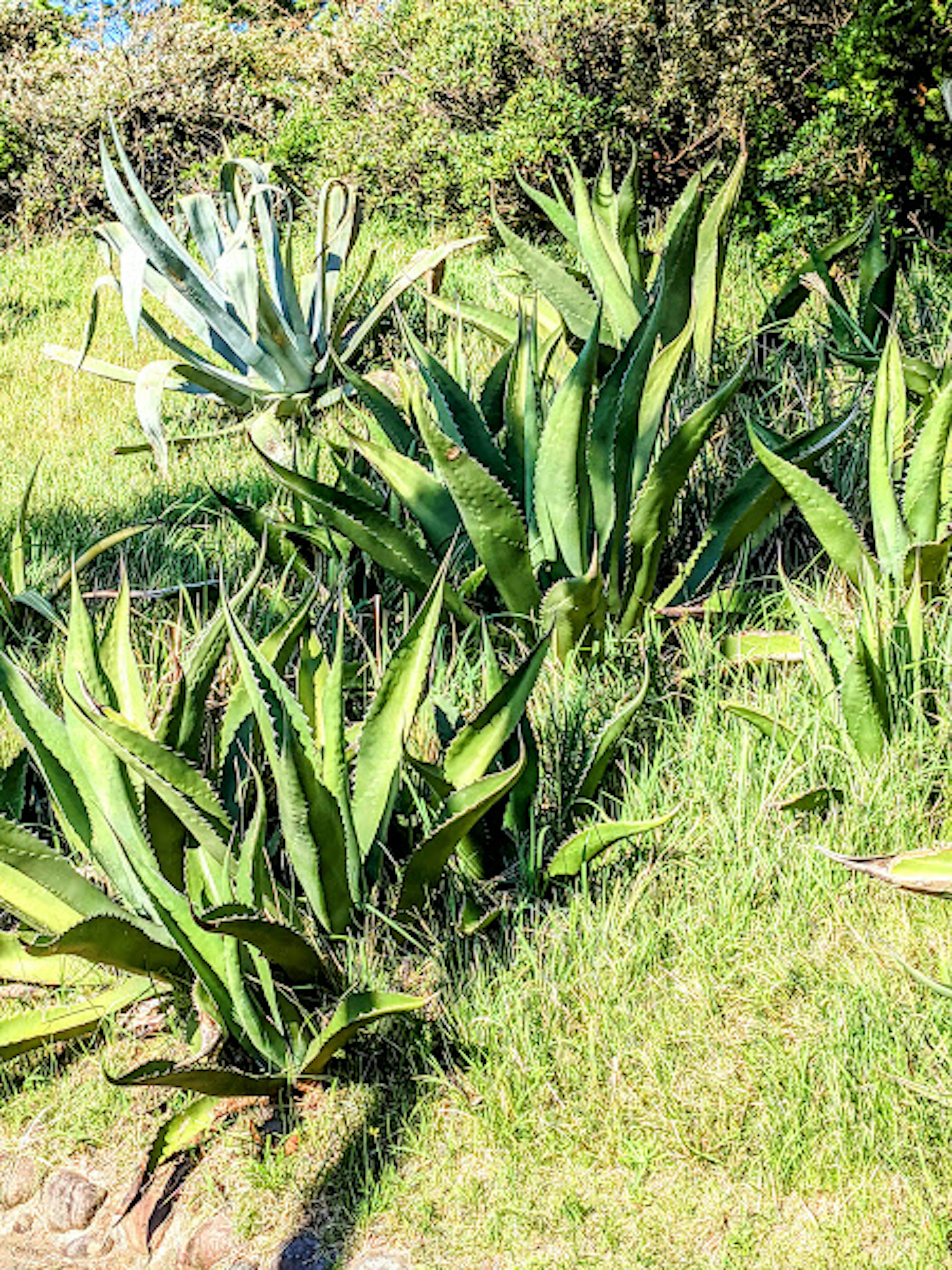 緑色の葉を持つアガベの群生が草地に生えている