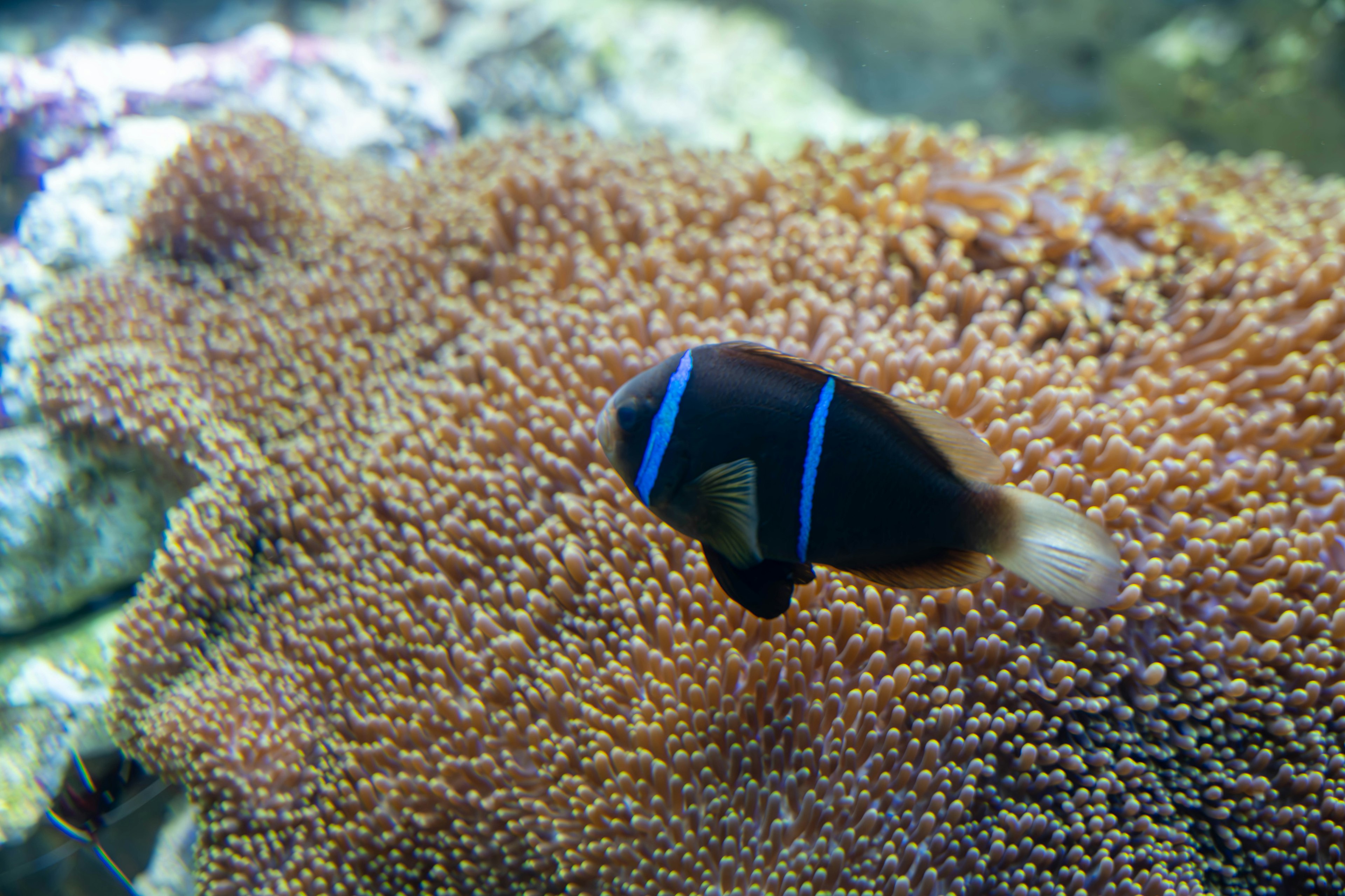 A dark-bodied fish with blue stripes swimming over coral