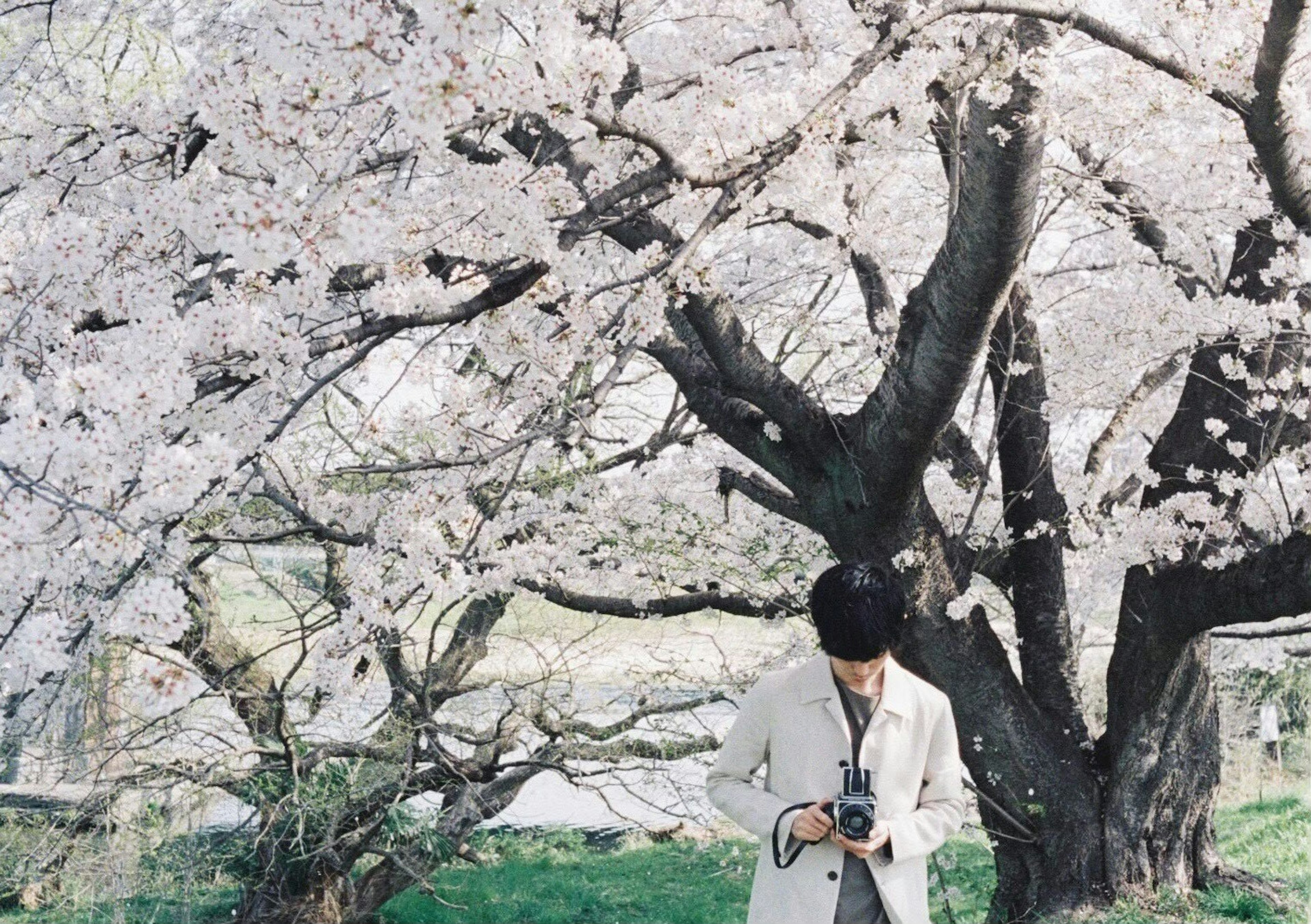 Persona che tiene una macchina fotografica sotto un albero di ciliegio in fiore