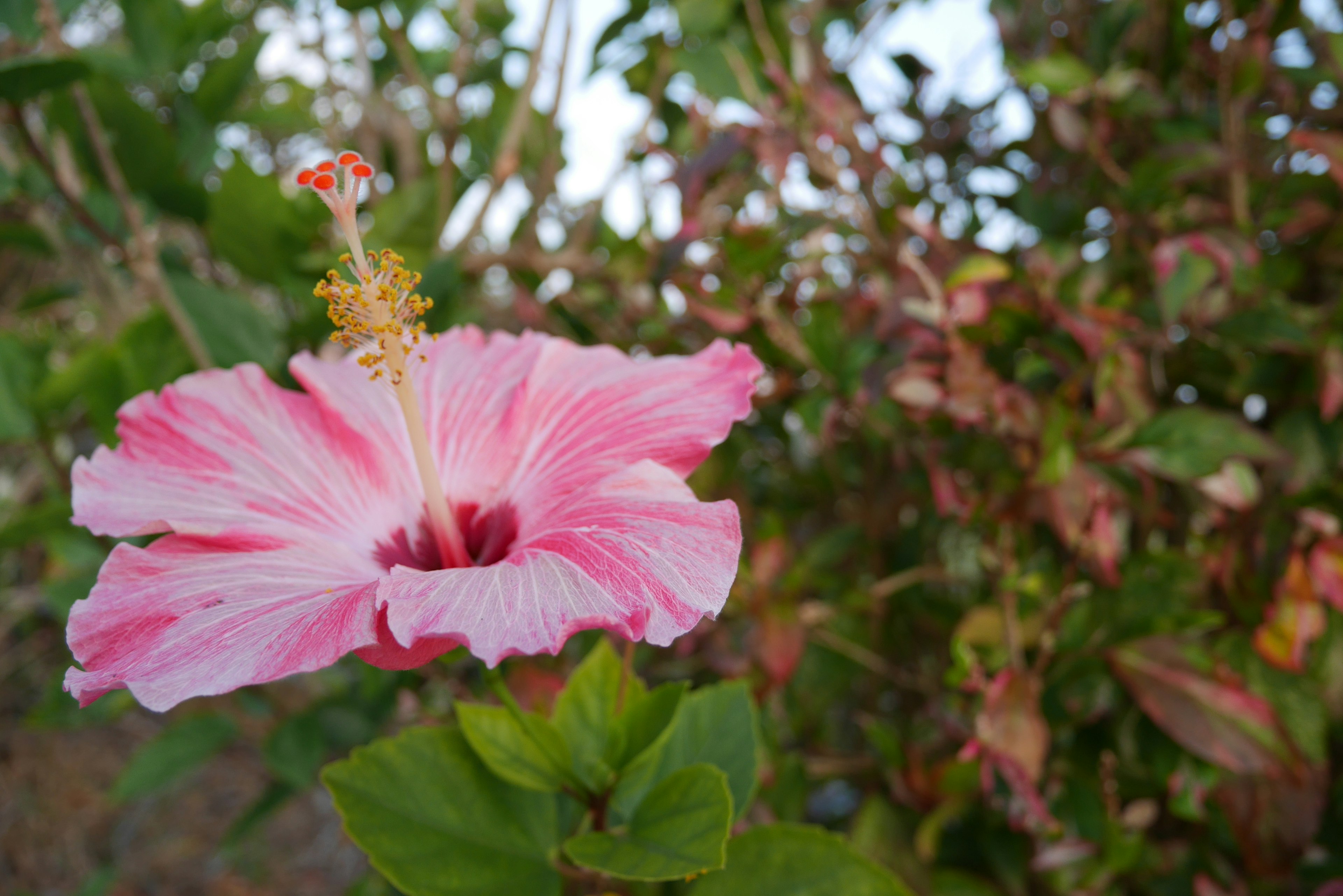 Bunga hibiscus bergaris merah muda dan putih menonjol di antara daun hijau dan latar belakang