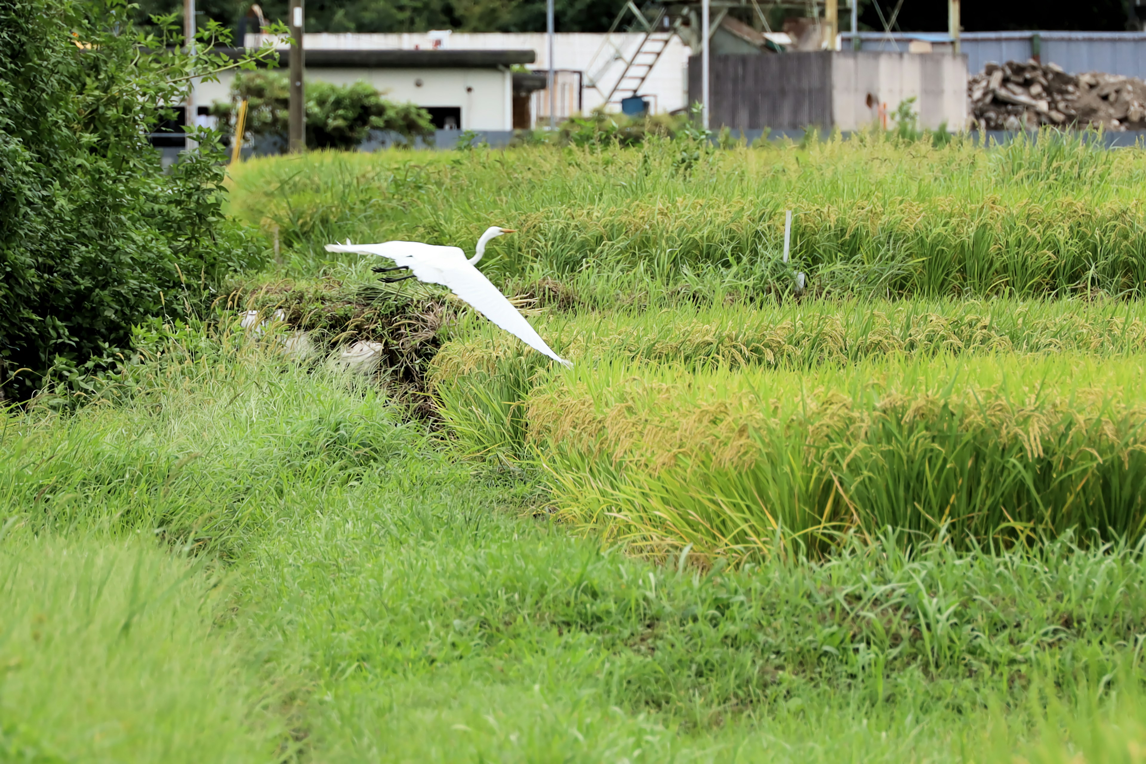 Ein weißer Vogel fliegt über Reisfelder mit grünem Landschaft