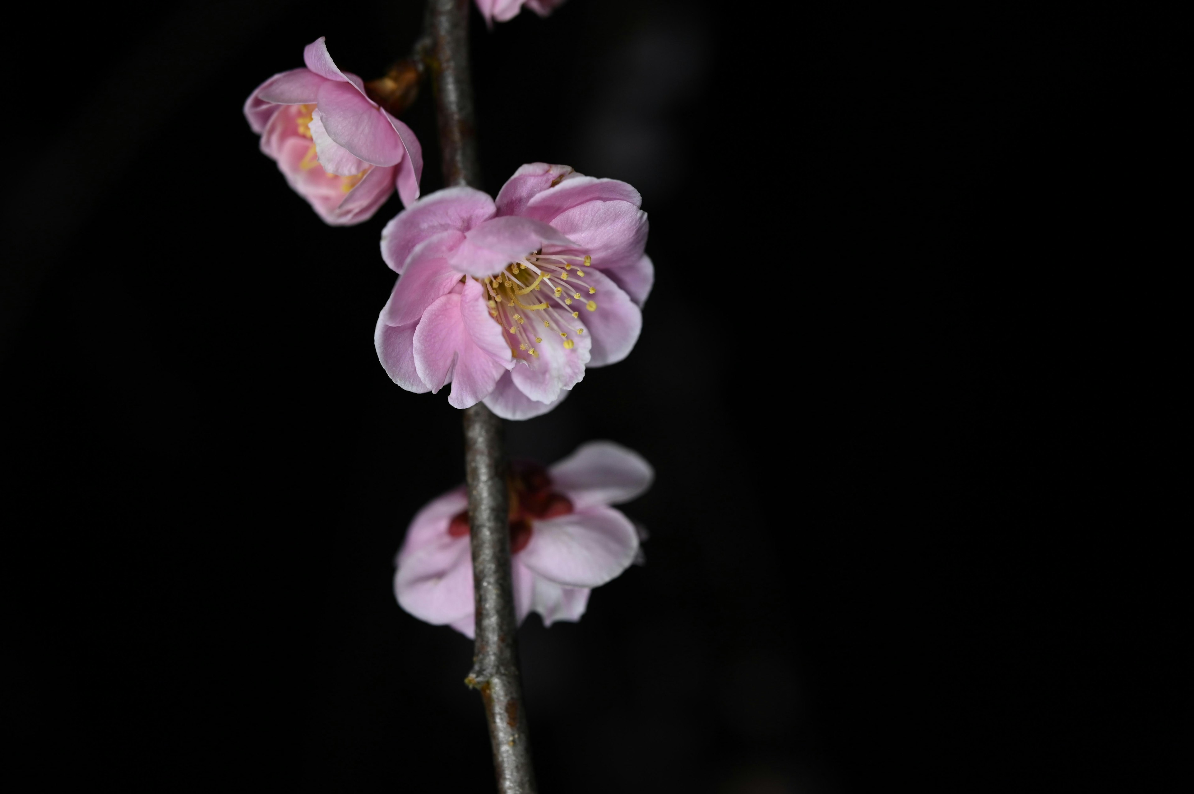 Zweig mit rosa Blumen vor schwarzem Hintergrund