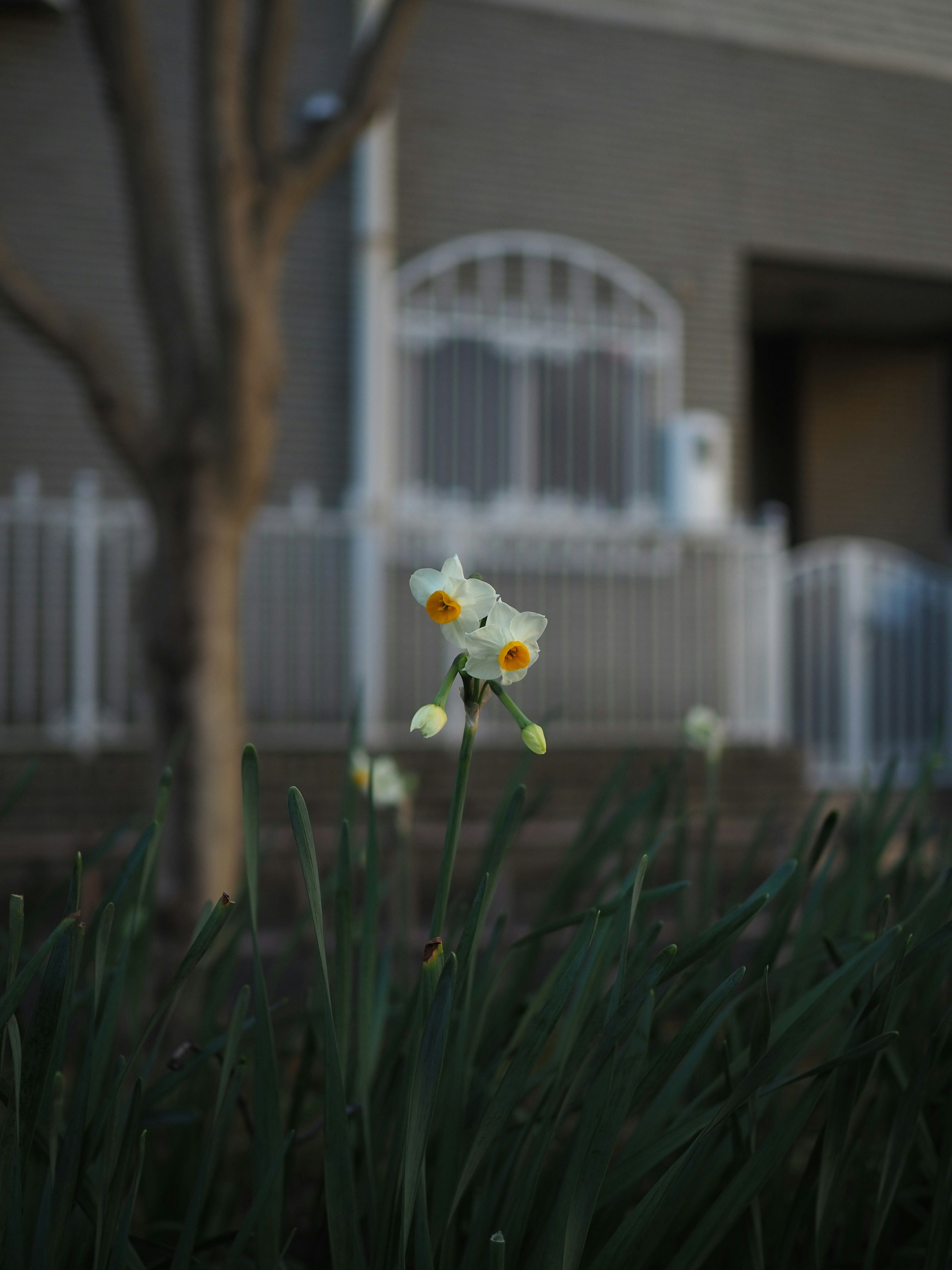 Daffodil with white petals and orange center blooming among green leaves