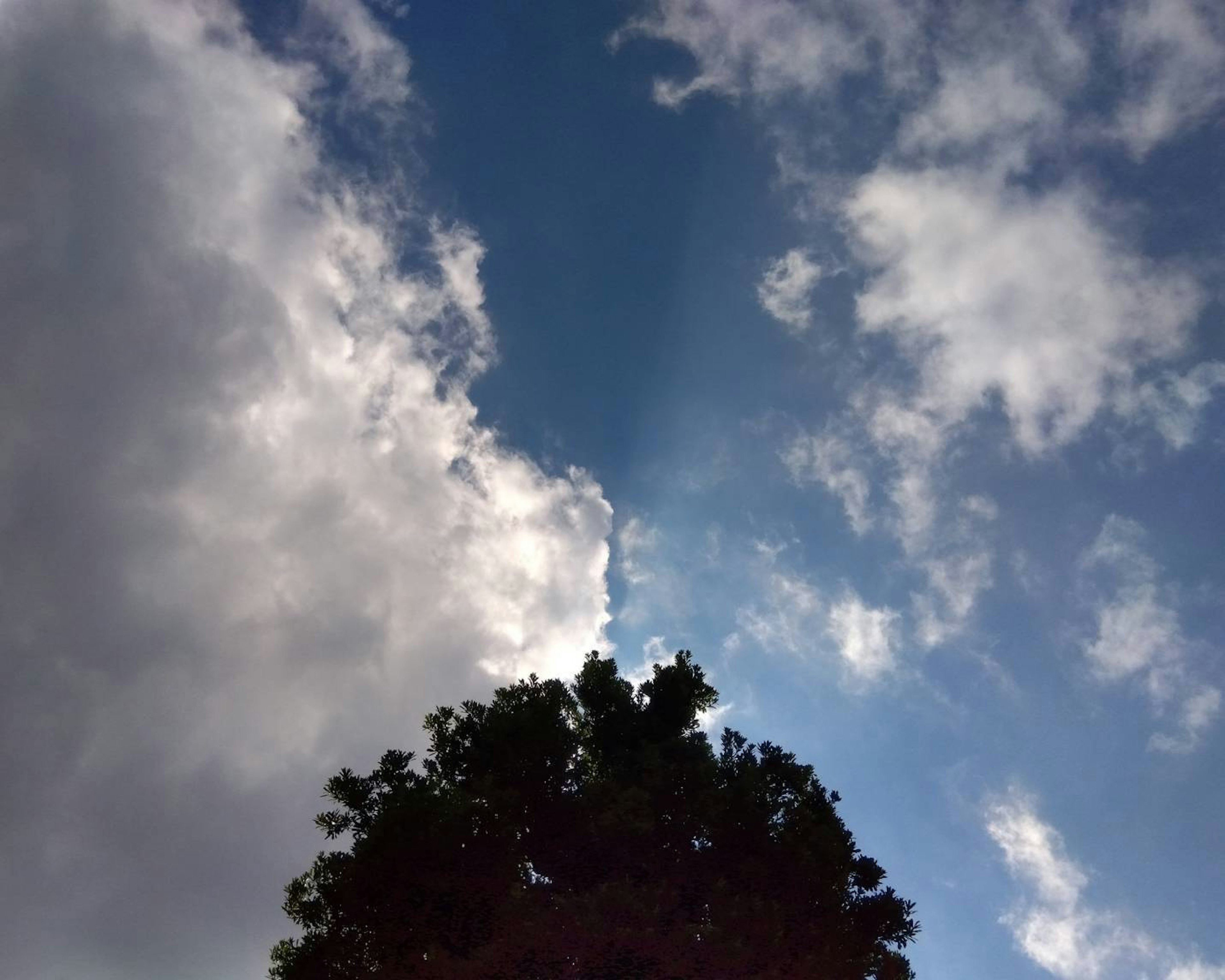 青空と雲の間から見える木のシルエット