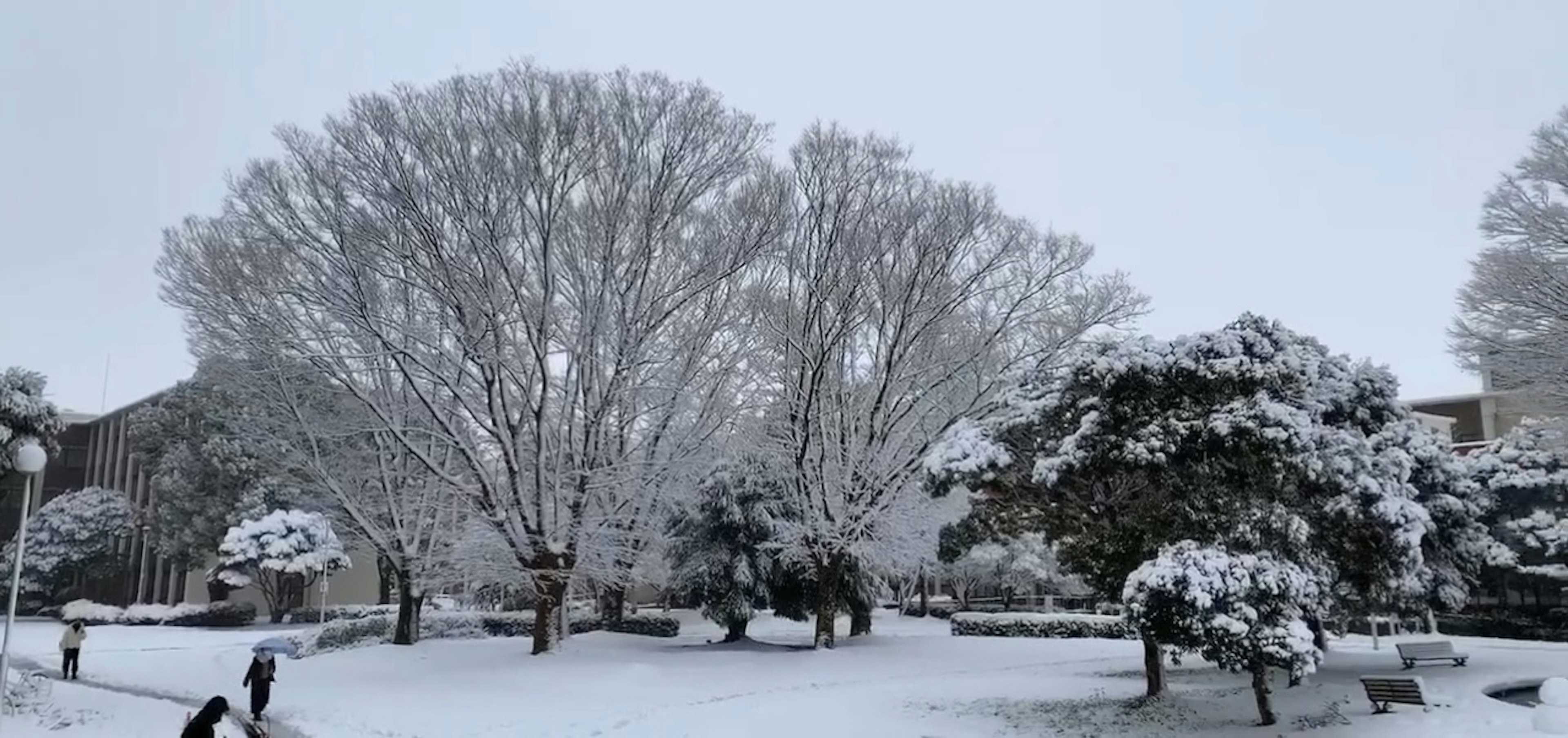 Grandes árboles cubiertos de nieve en un parque tranquilo