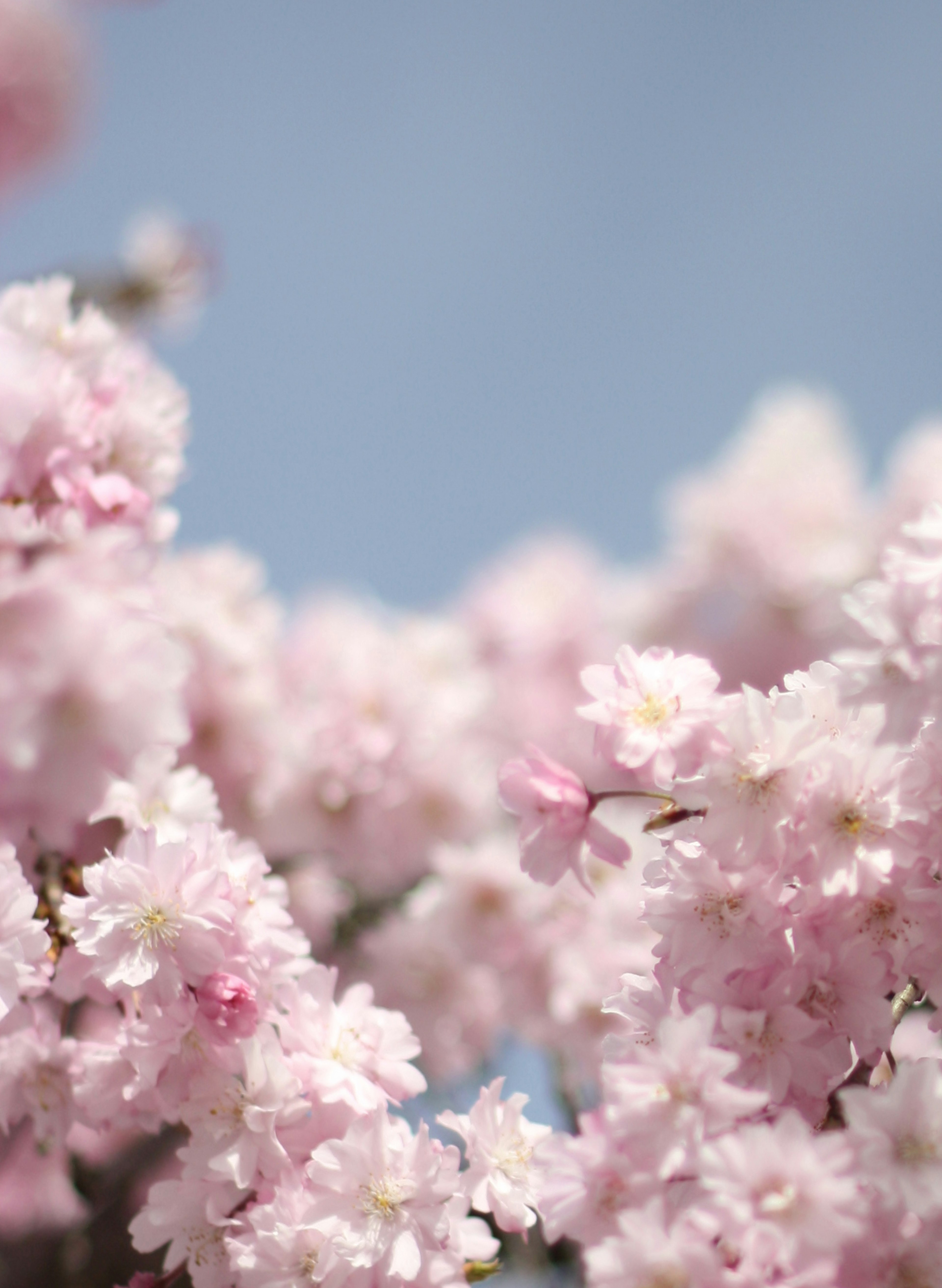 淡いピンクの花が咲く桜の枝のクローズアップ