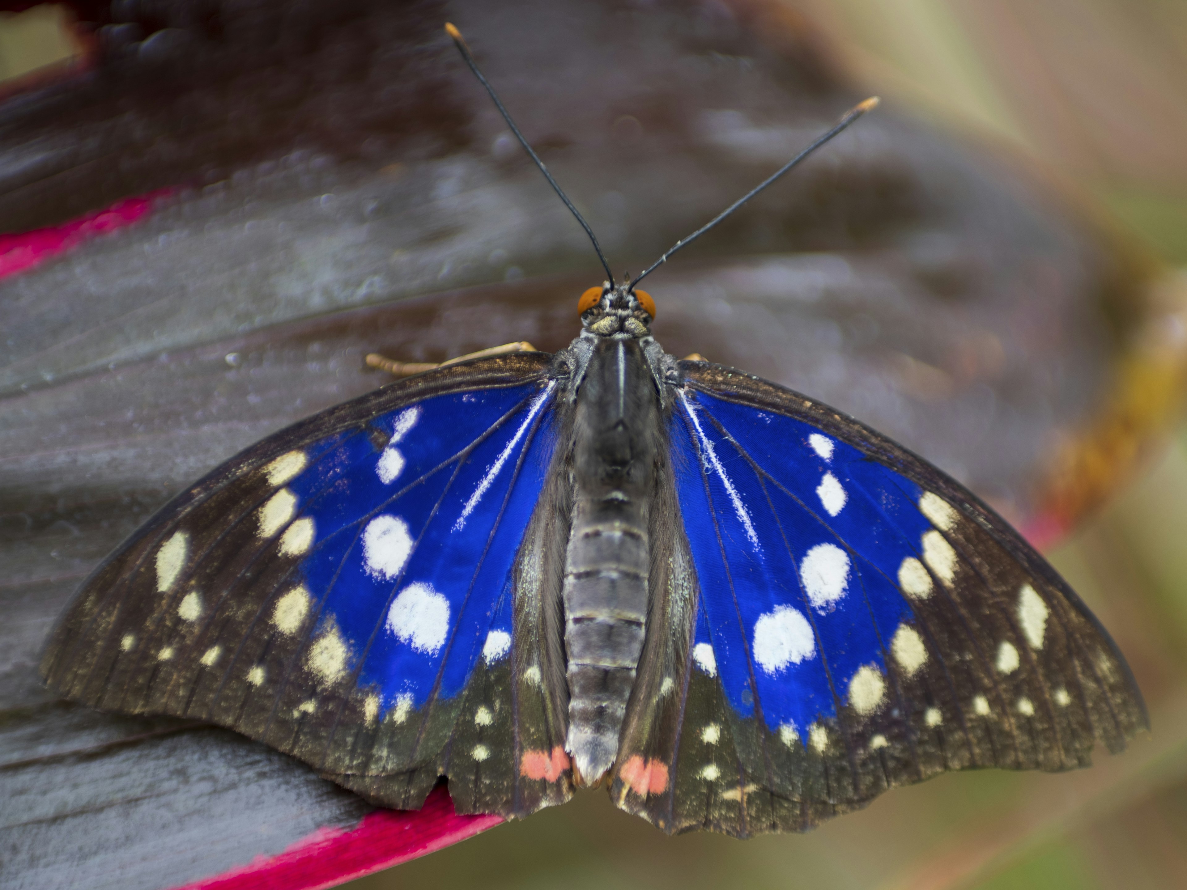 Seekor kupu-kupu dengan sayap biru cerah bertengger di atas daun