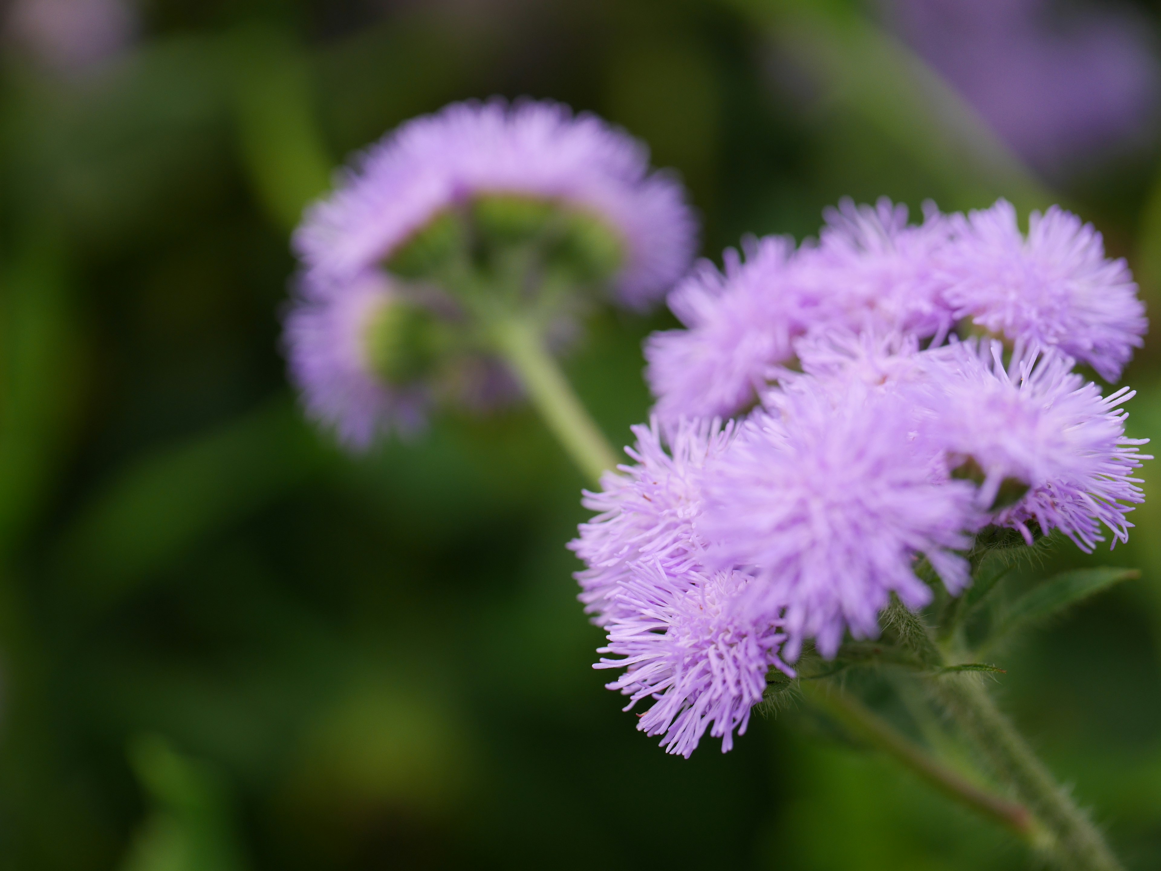 Fleurs violettes duveteuses fleurissant parmi des feuilles vertes