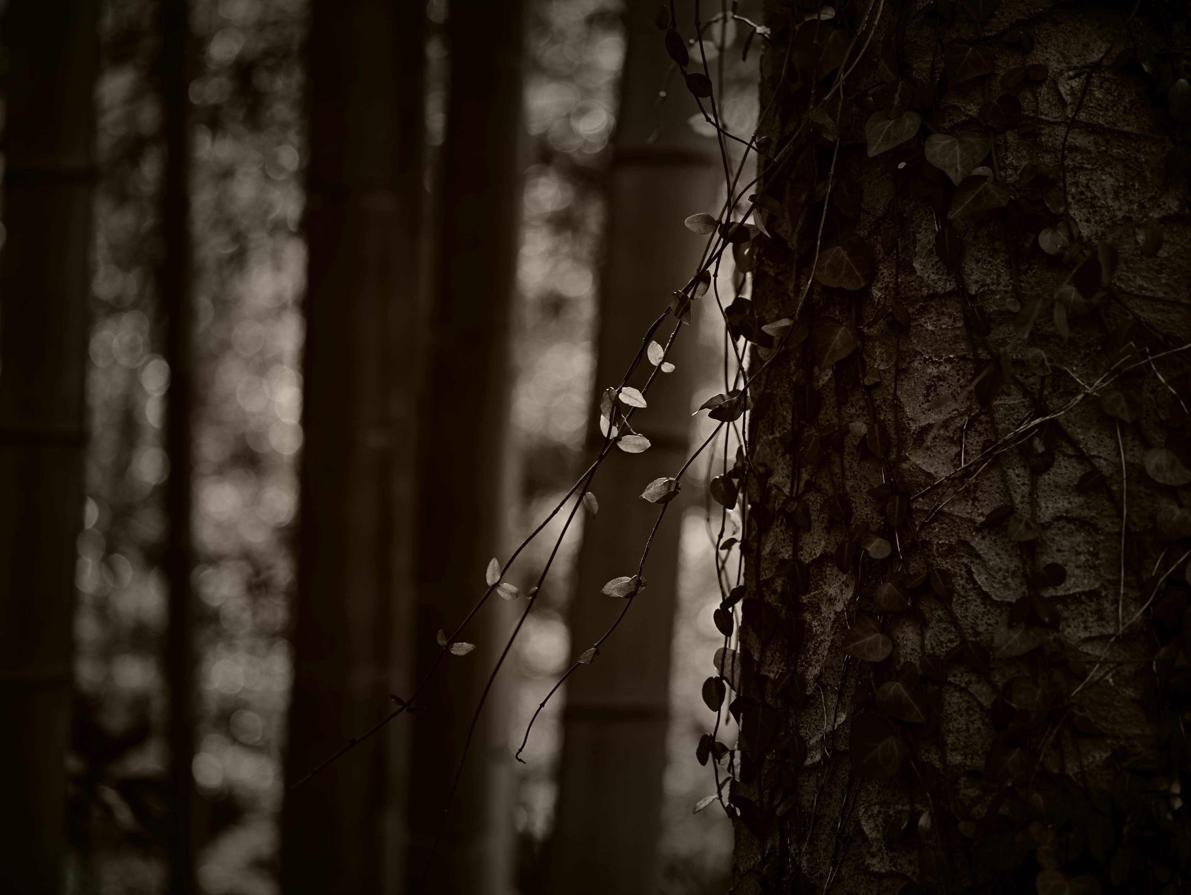 Nahaufnahme eines Baumstammes und Blätter in einem ruhigen Wald