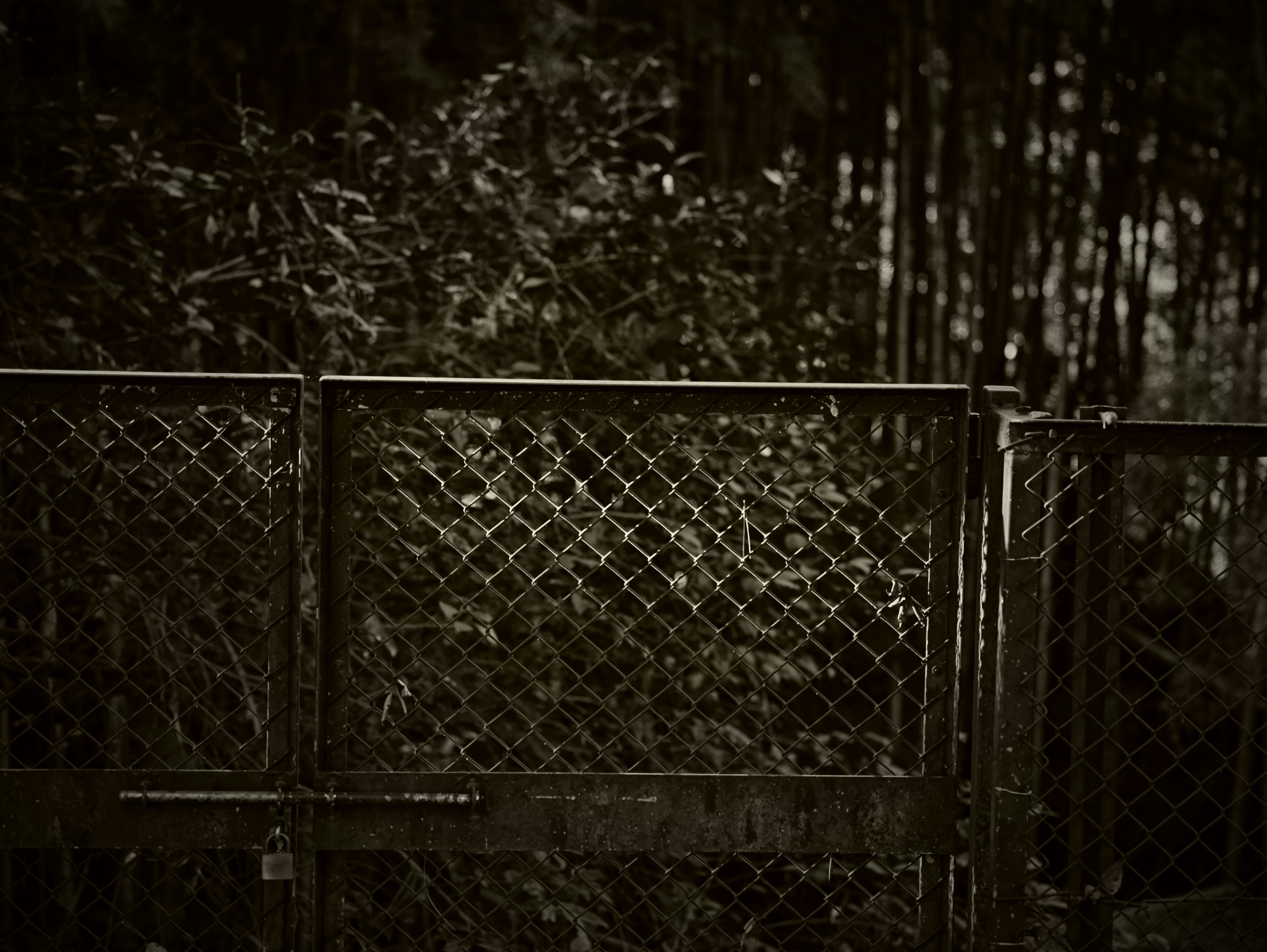 Rusty metal fence with surrounding green foliage in a quiet setting