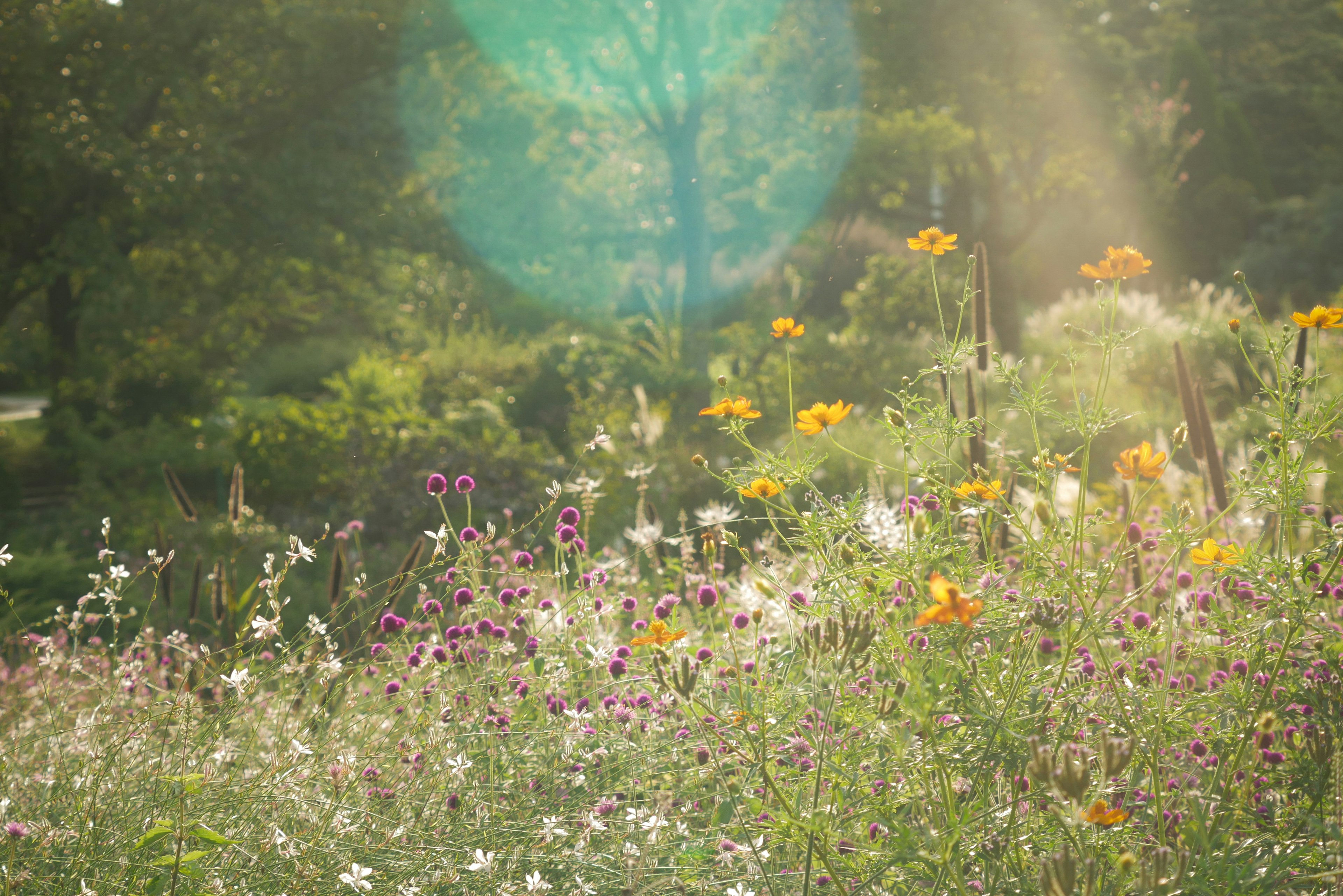 A vibrant meadow filled with colorful flowers