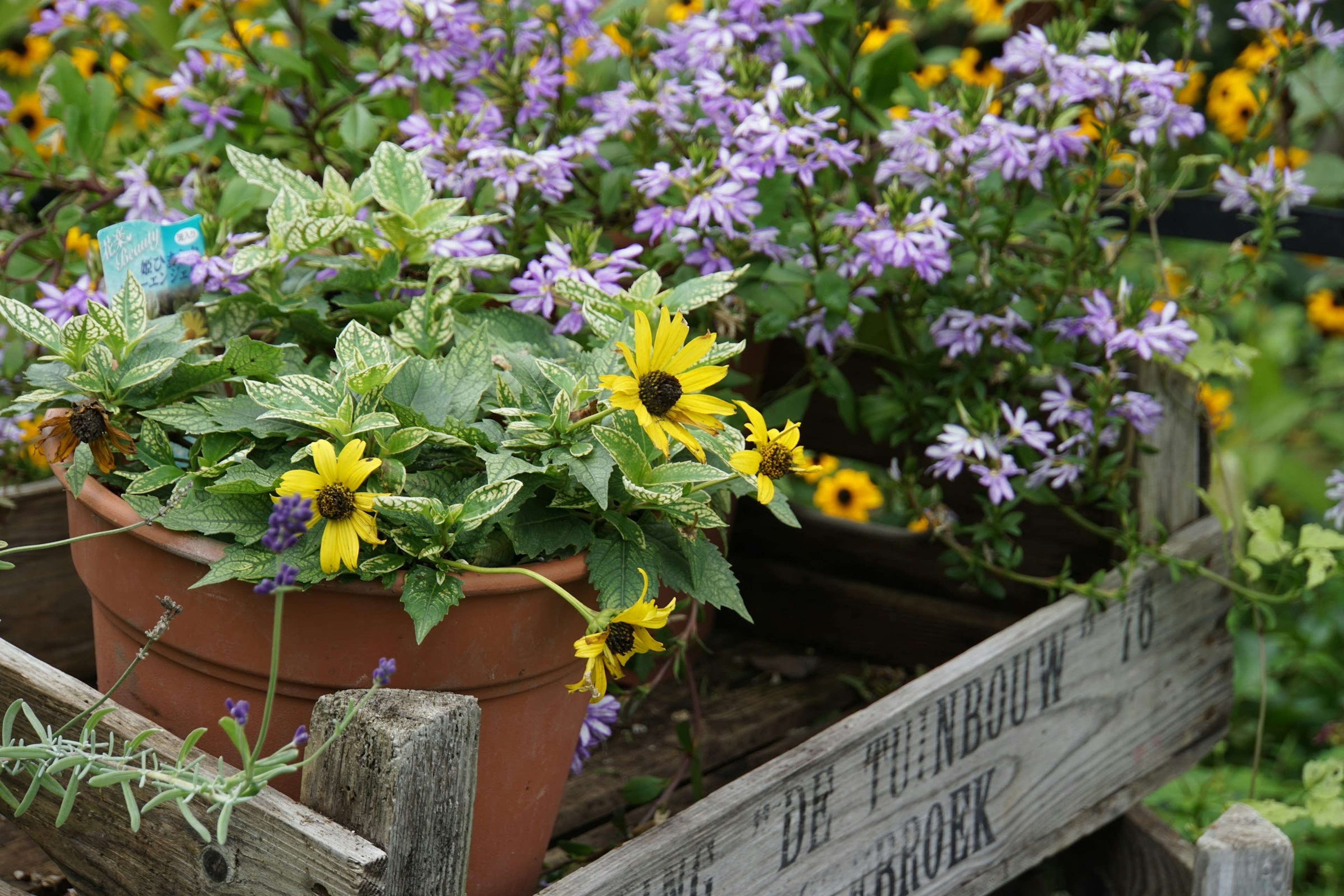 Flores coloridas en una maceta y una caja de madera