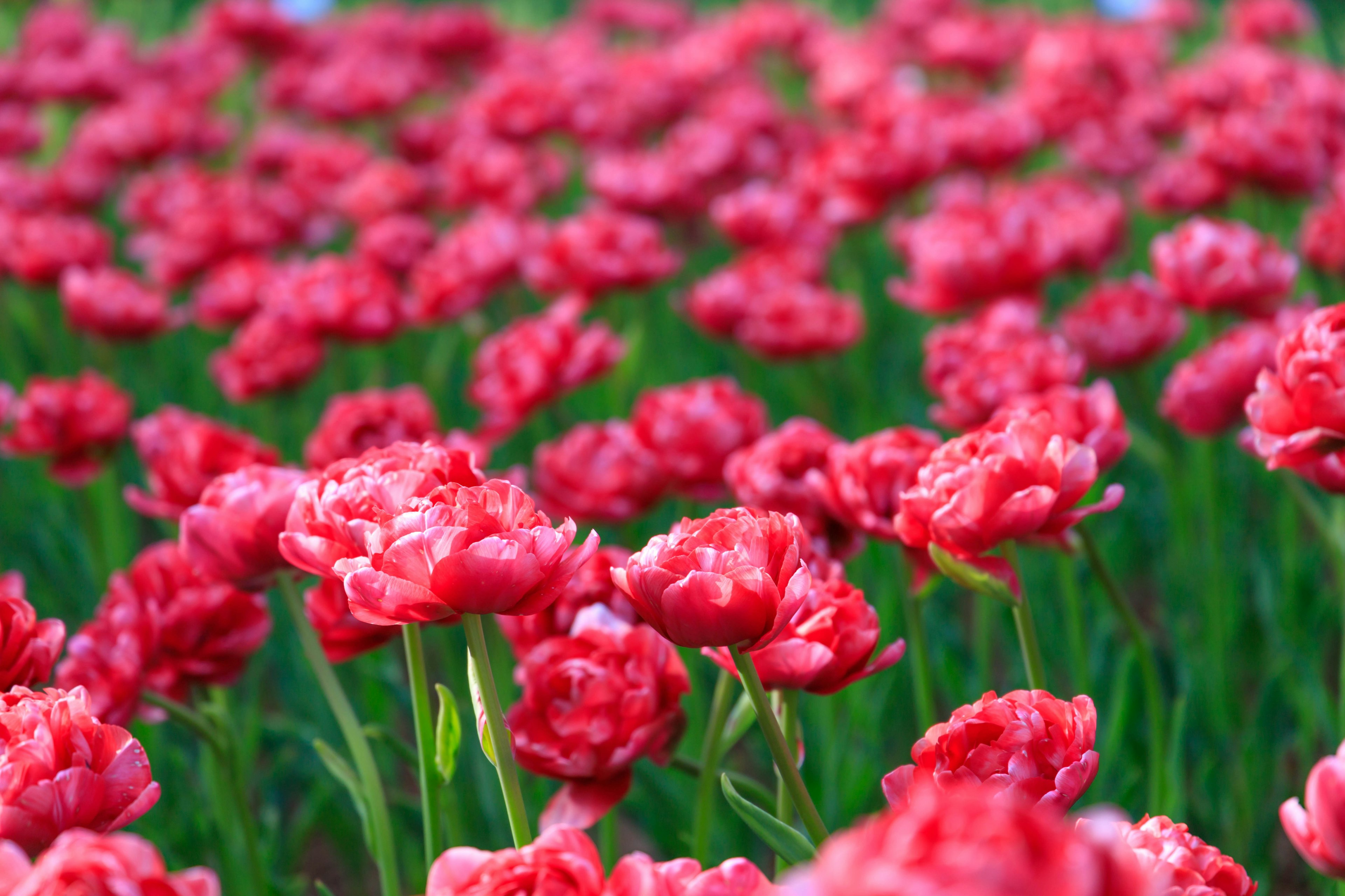 Champs de tulipes rouges éclatantes en pleine floraison