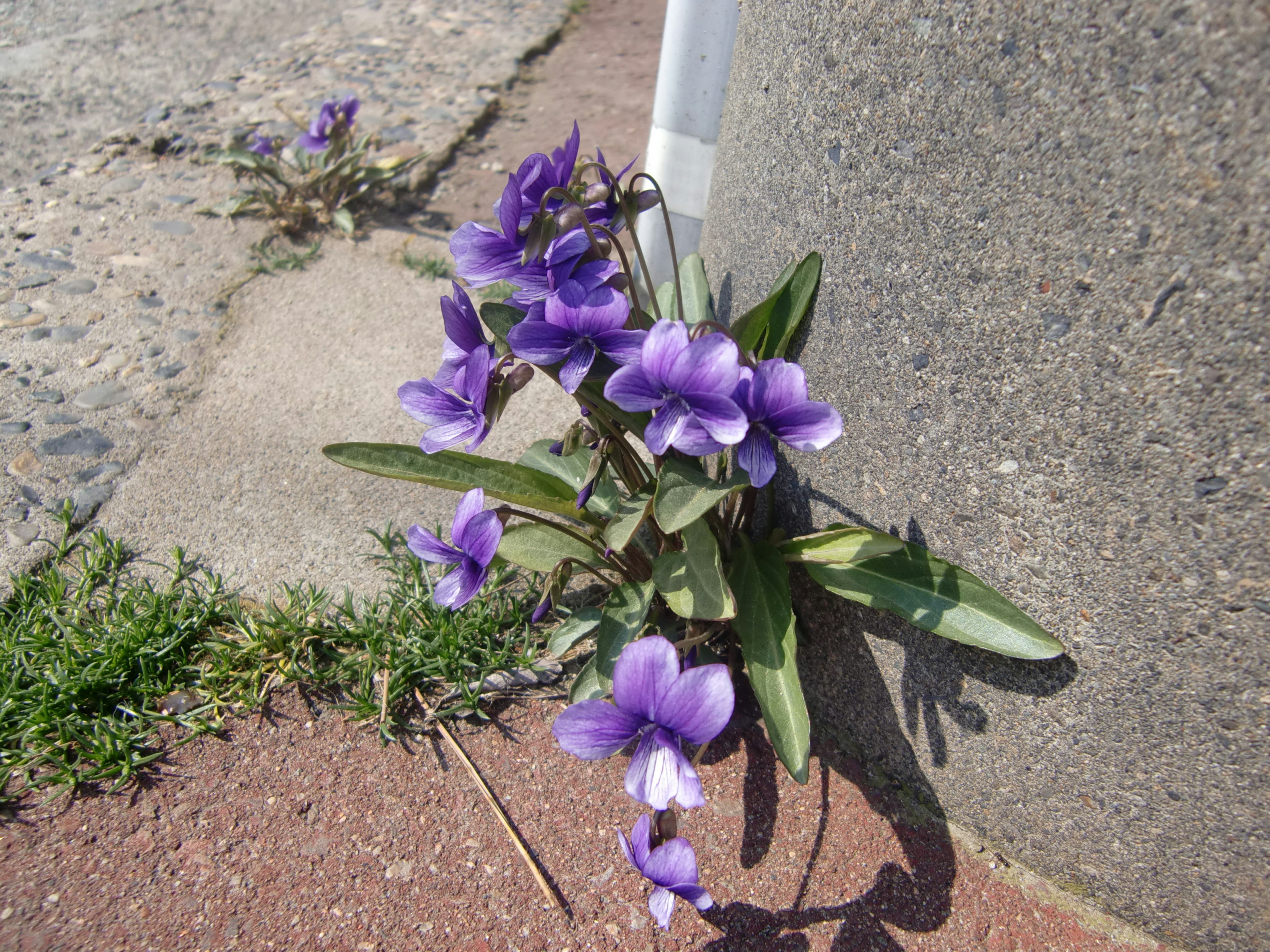 Purple flowers growing from a crack in the concrete