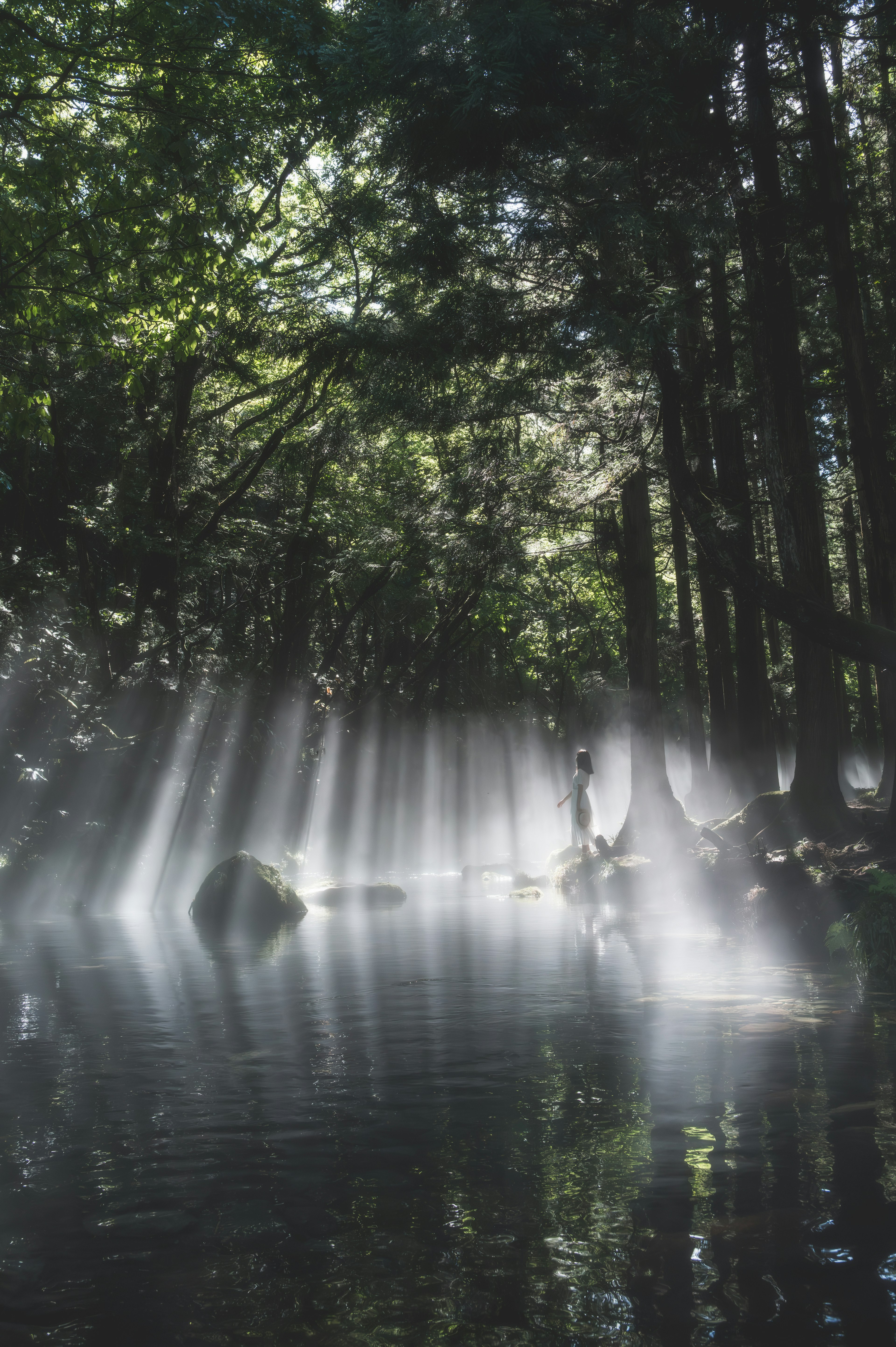 Raggi di luce che si riflettono sull'acqua circondata da alberi