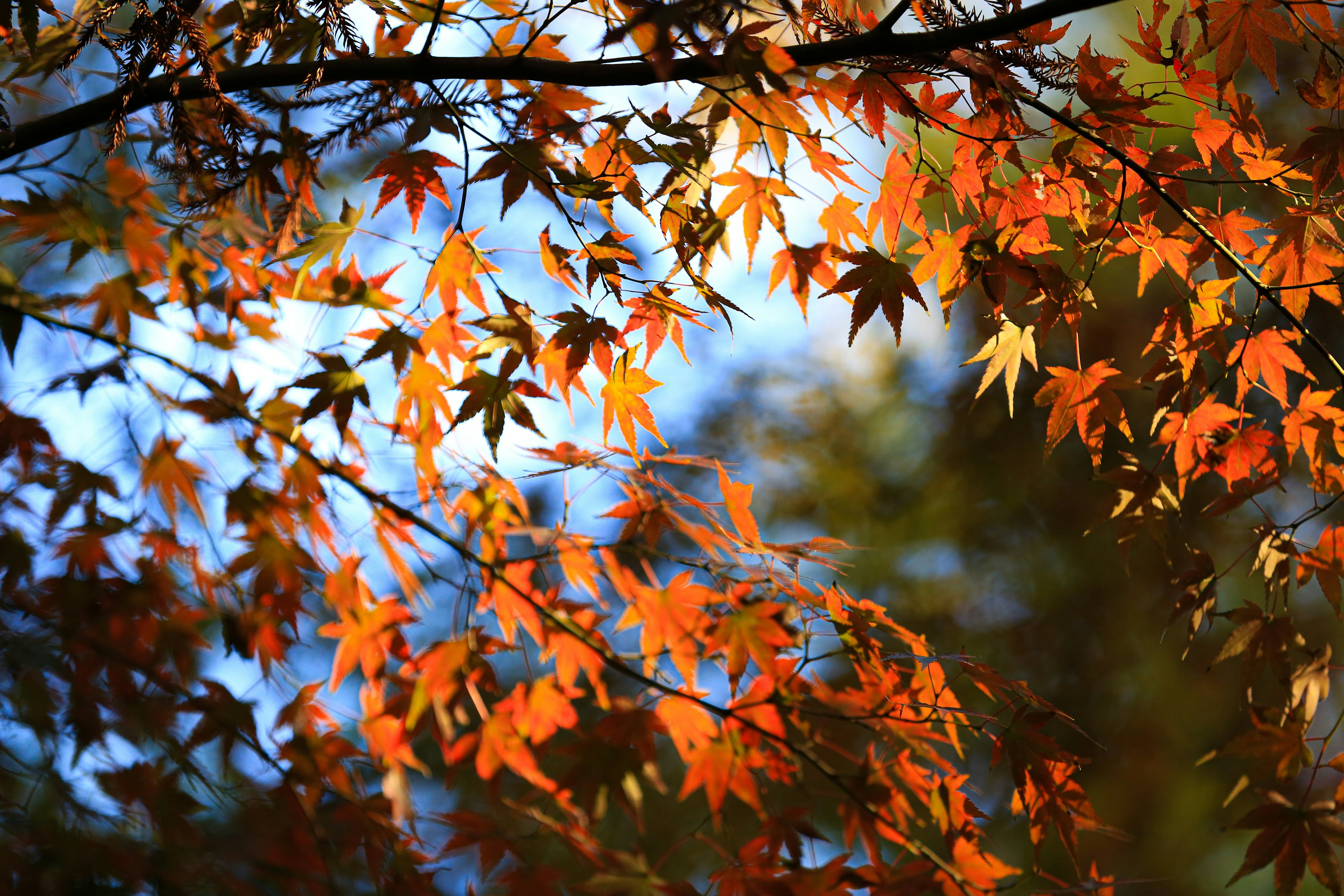 Feuilles d'automne vibrantes en teintes d'orange contre un ciel bleu