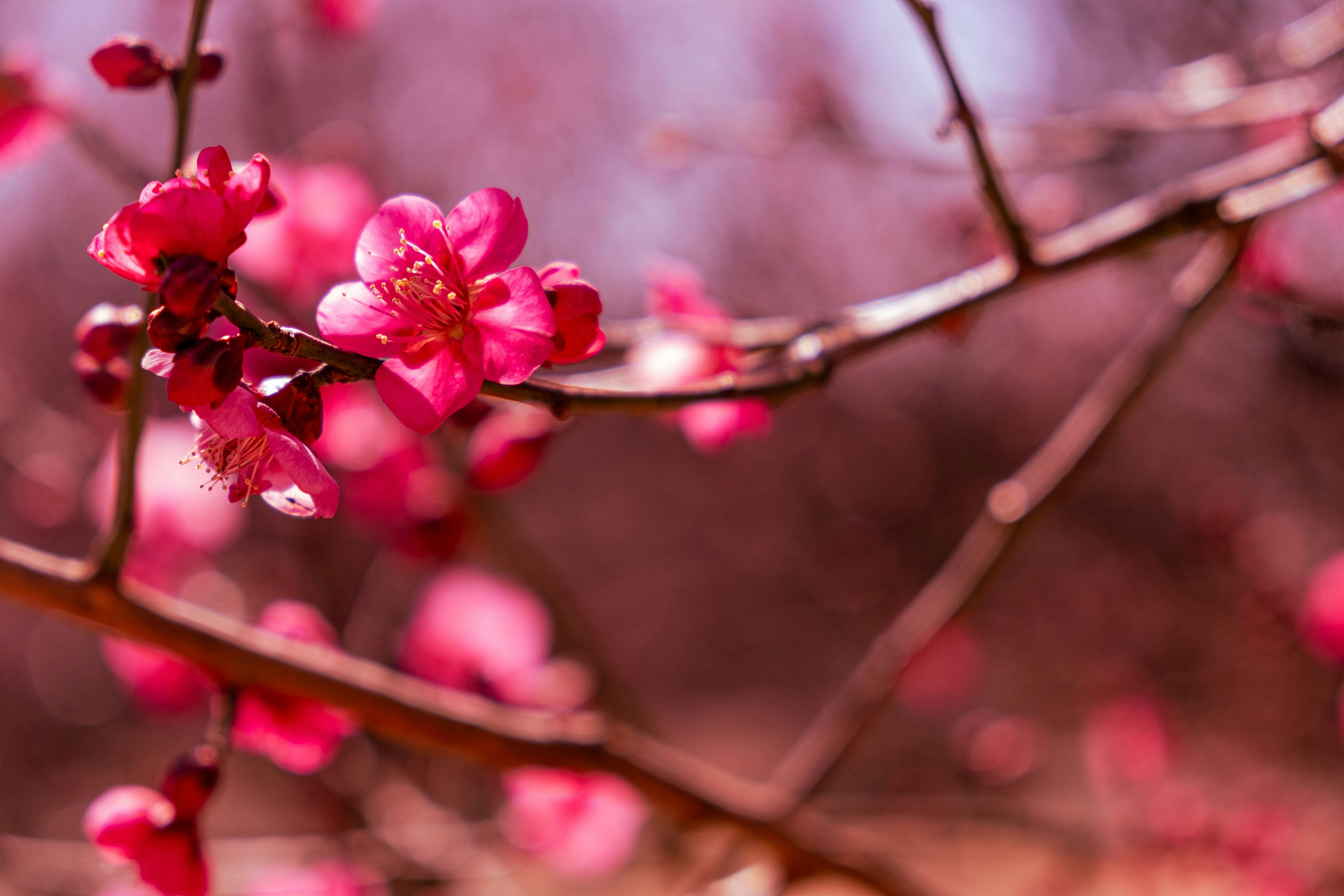 Close-up of vibrant pink plum blossoms on slender branches