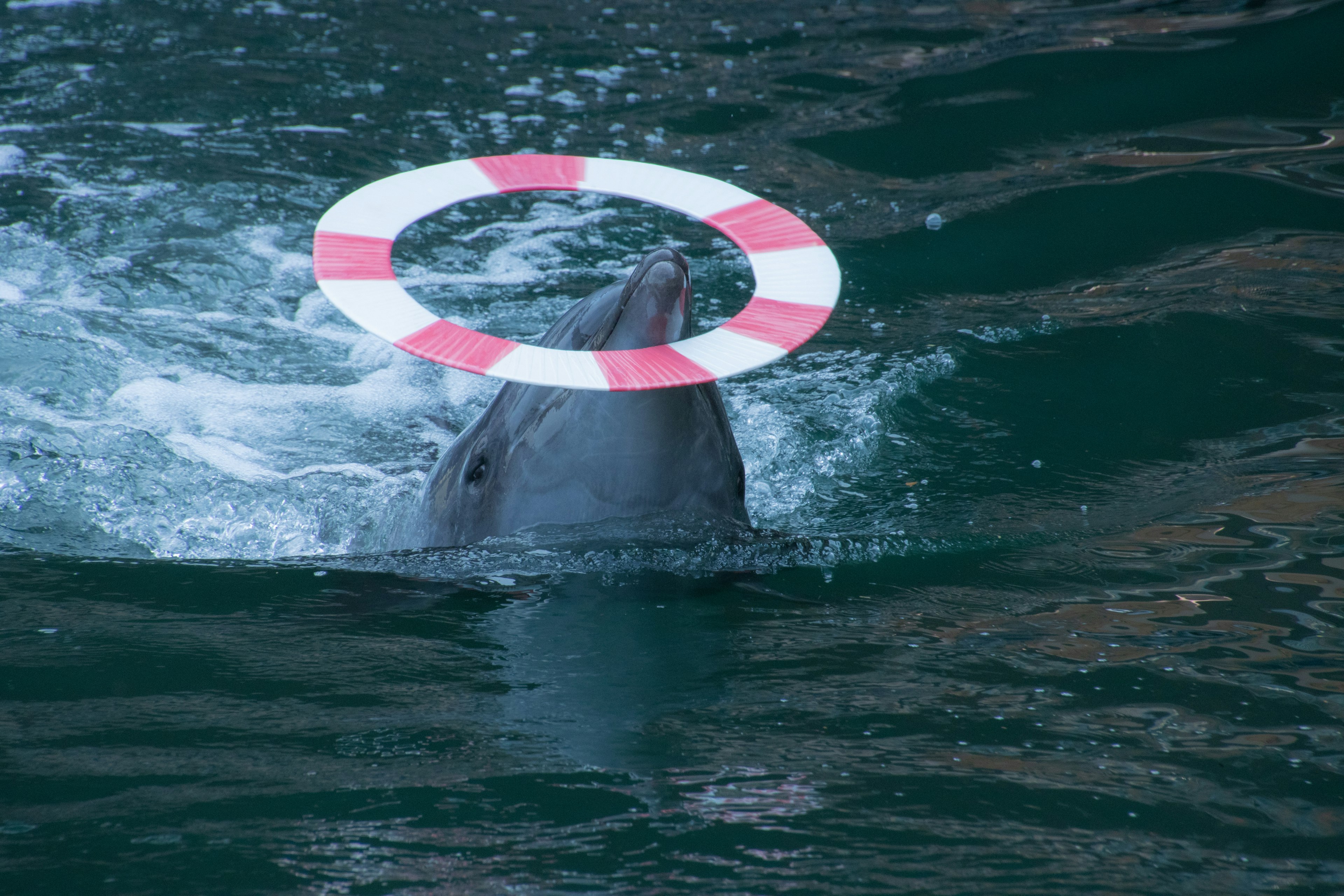 Dolphin swimming with a red and white life ring