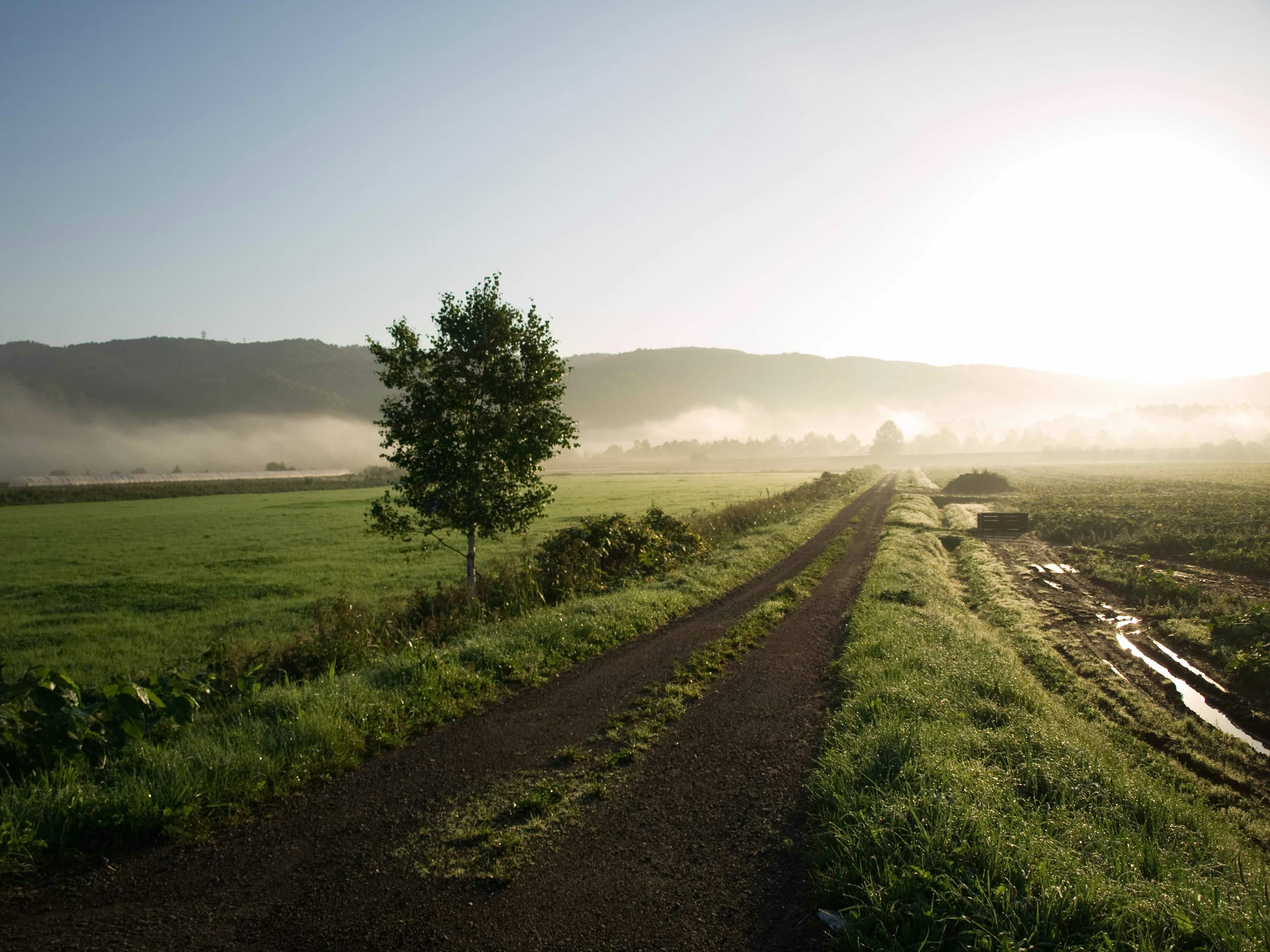 Rural path surrounded by fog and trees