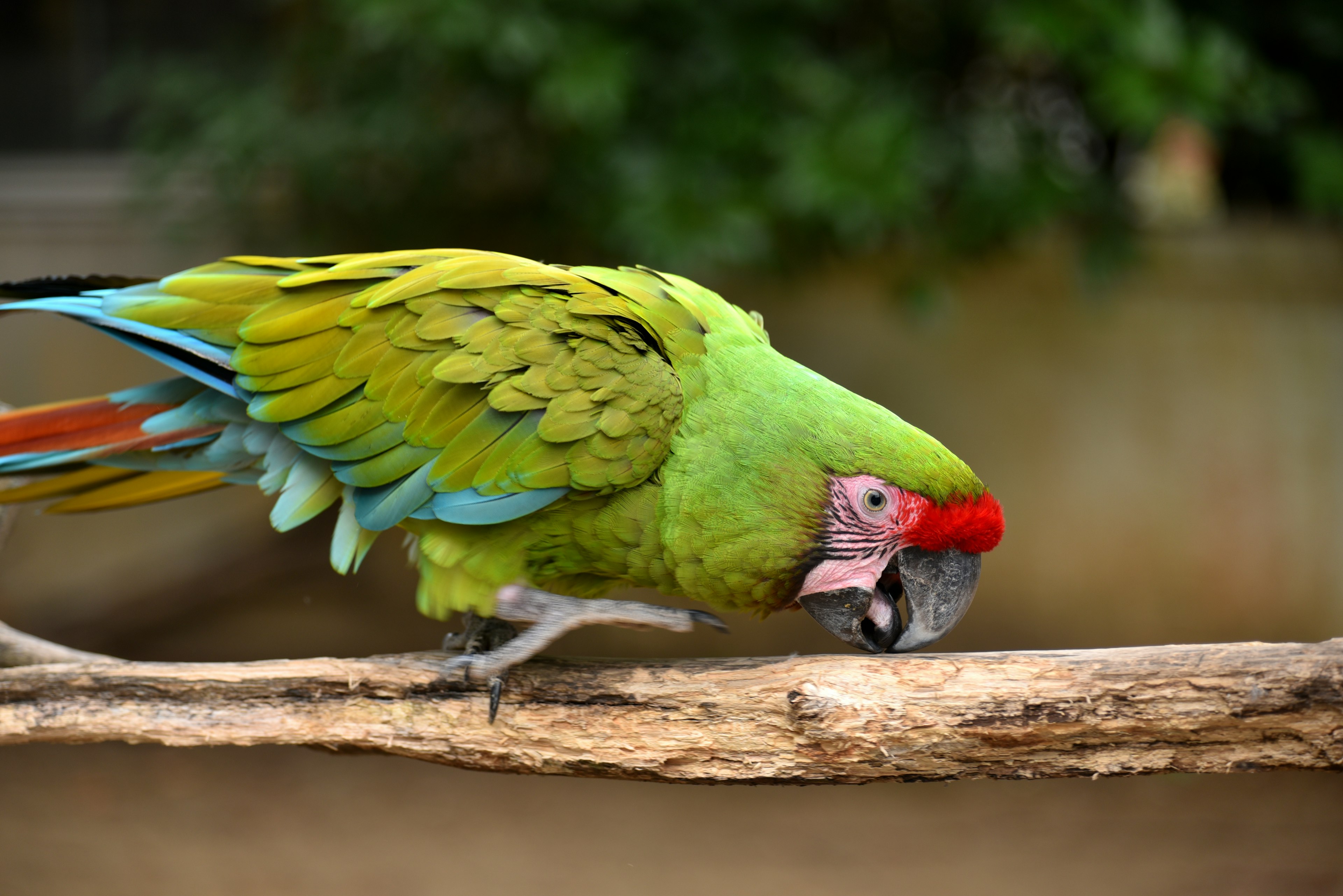 Burung beo hijau berwarna-warni bertengger di cabang sambil mematuk makanan