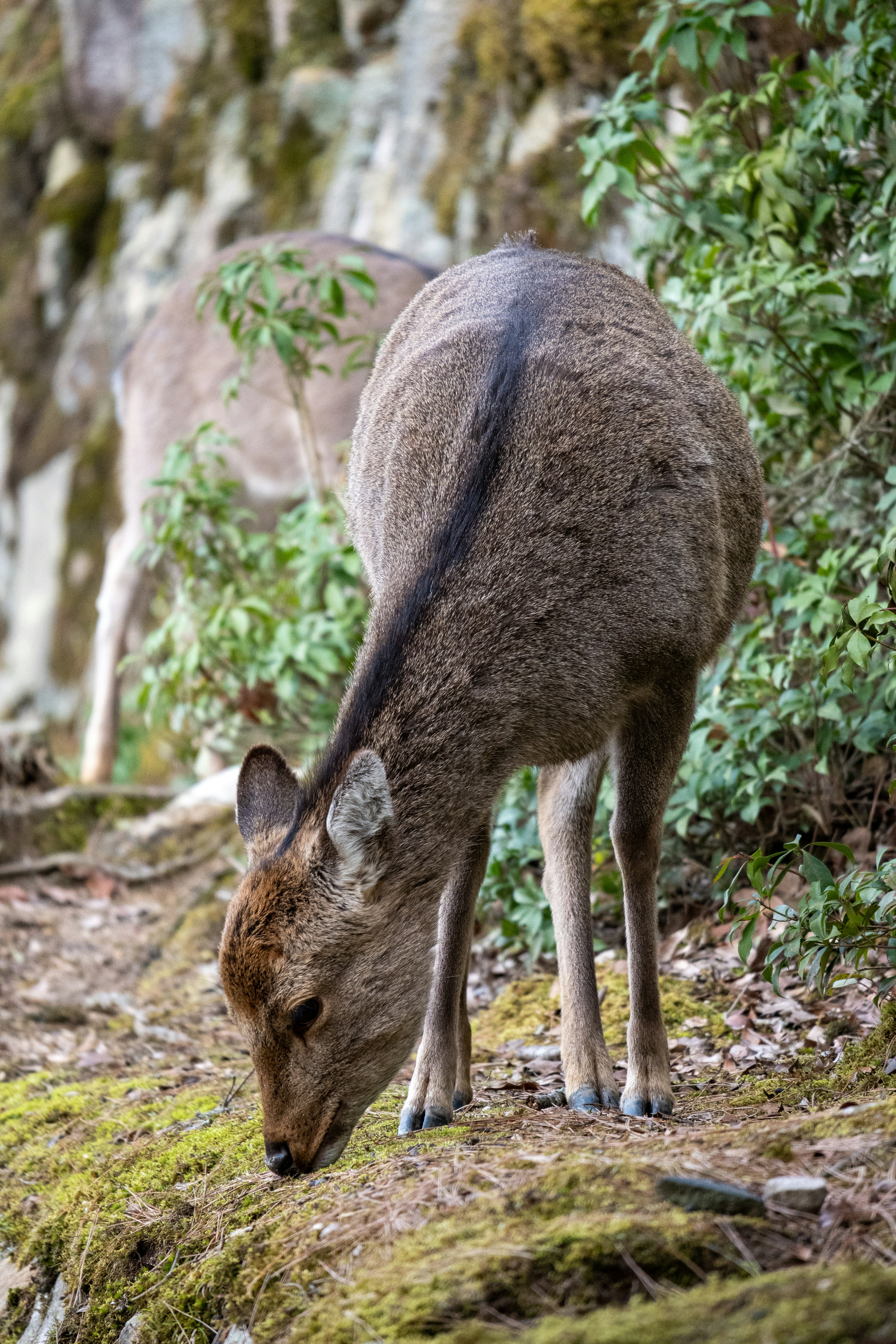 Cerf broutant de l'herbe avec de la verdure en arrière-plan