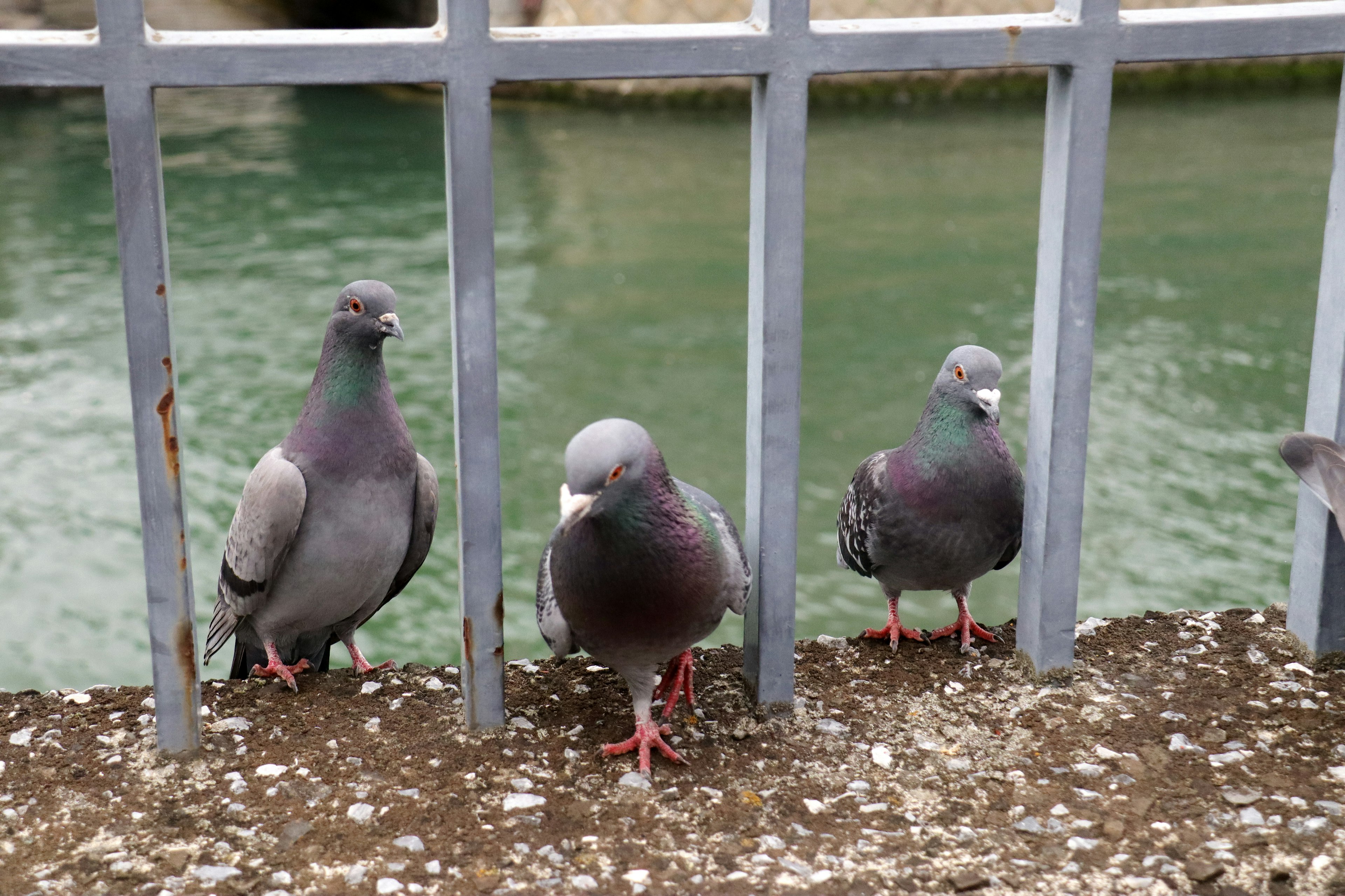 Three pigeons standing in front of a metal railing by the water