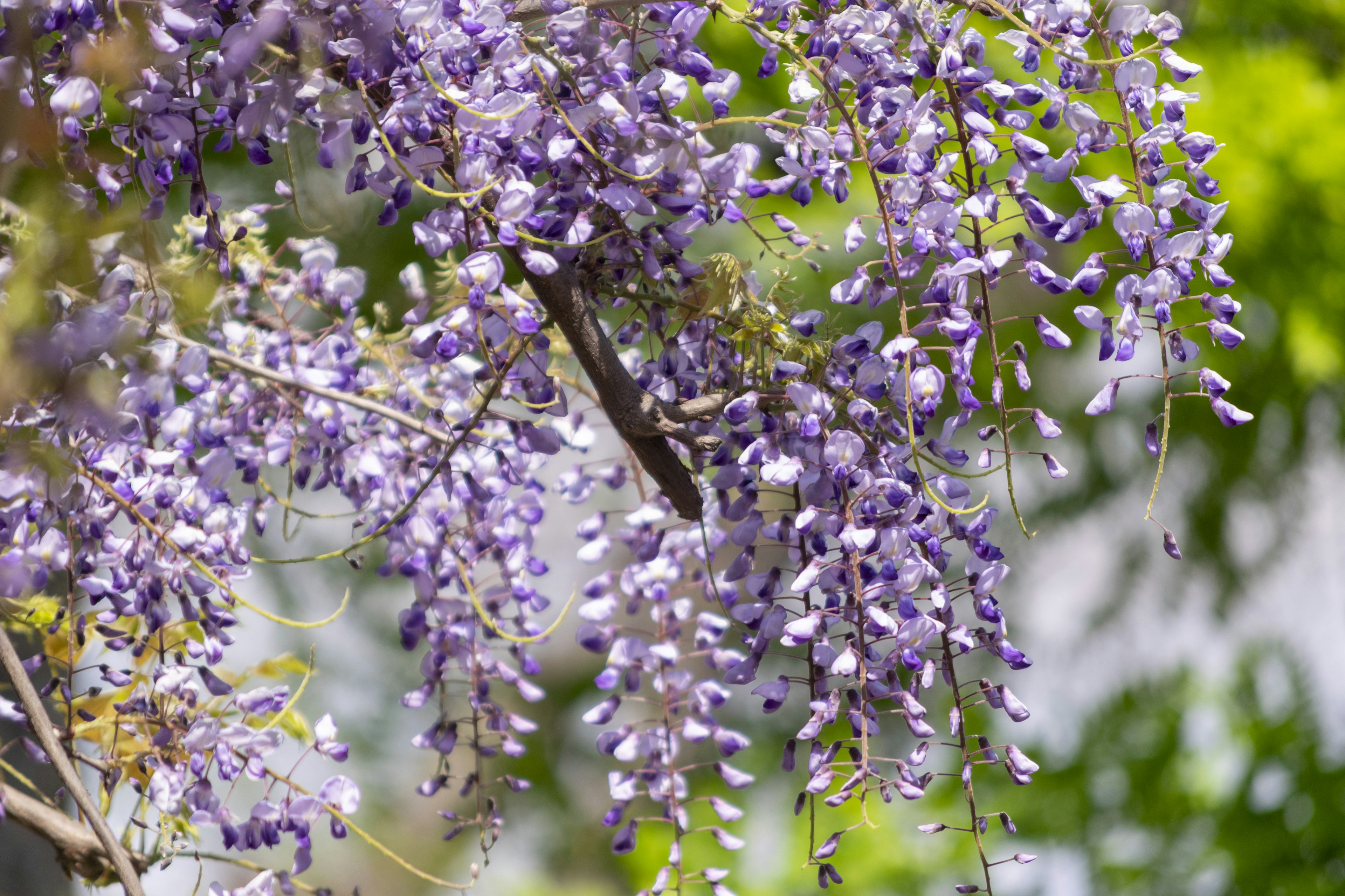 Vibrant wisteria flowers hanging gracefully