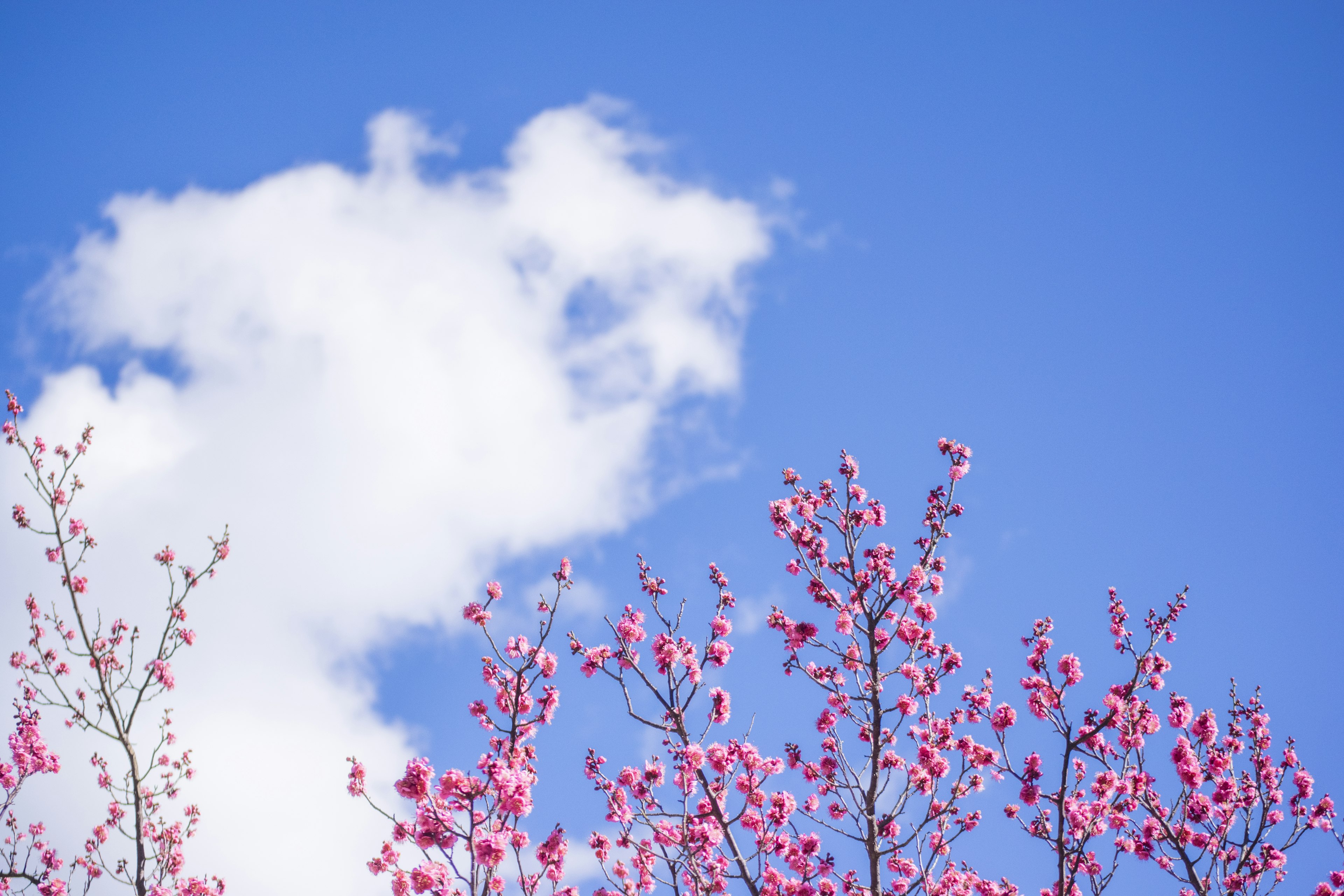 Branches de cerisier en fleurs contre un ciel bleu avec des nuages