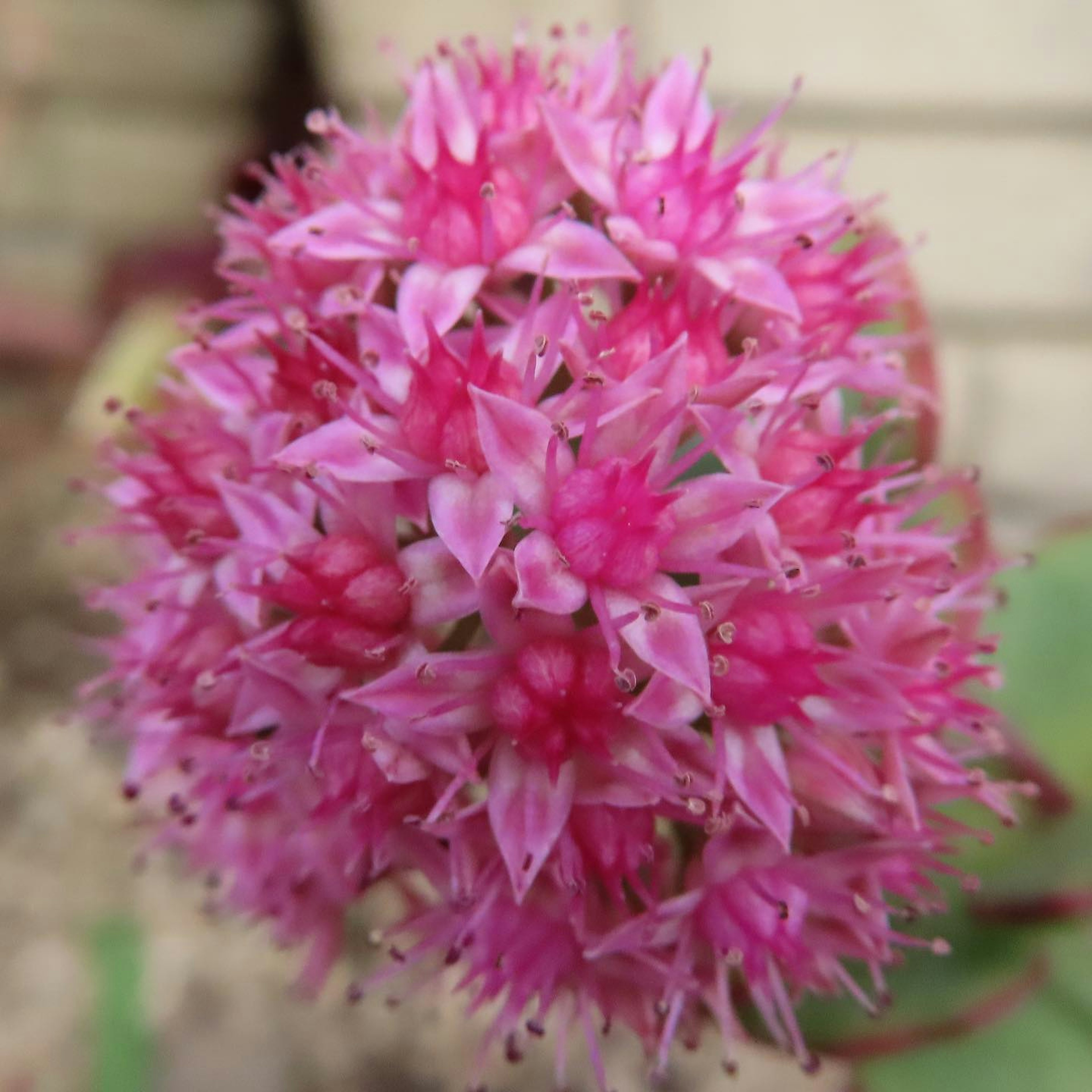 A close-up view of a spherical cluster of pink flowers on a plant