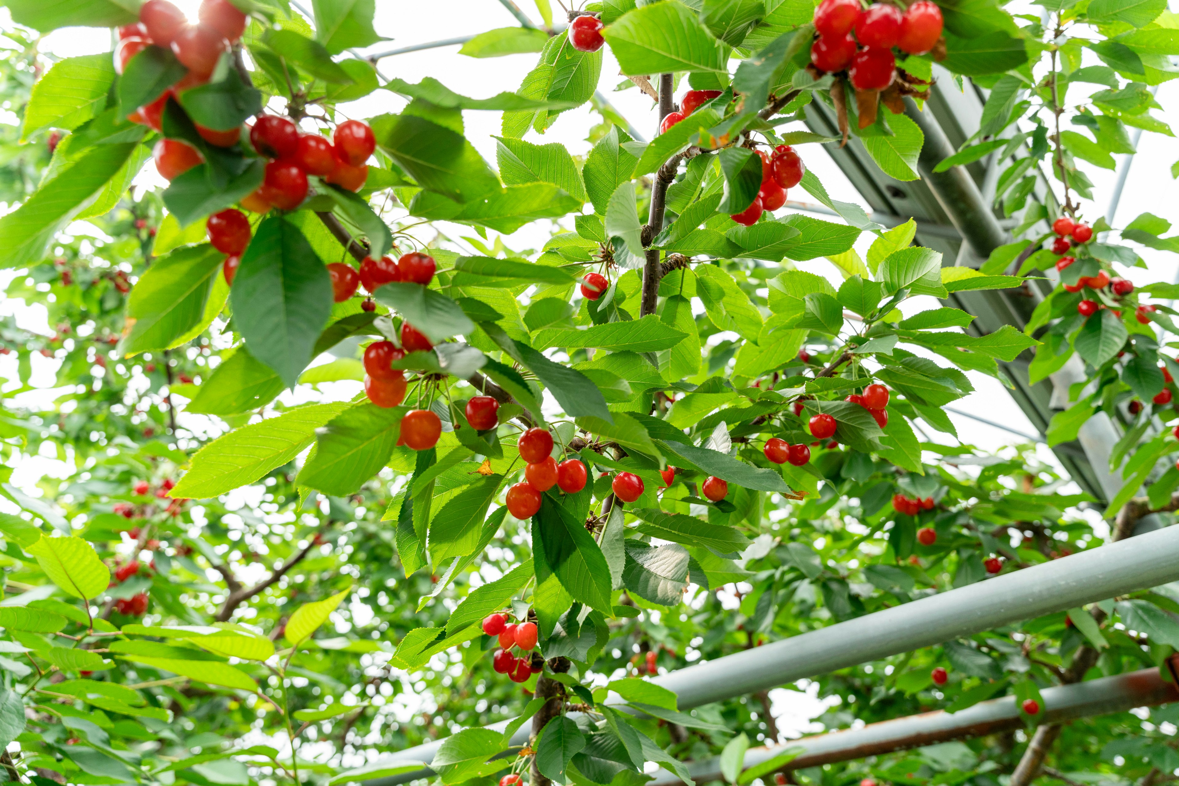 Sebuah cabang dengan daun hijau cerah dan kelompok buah merah