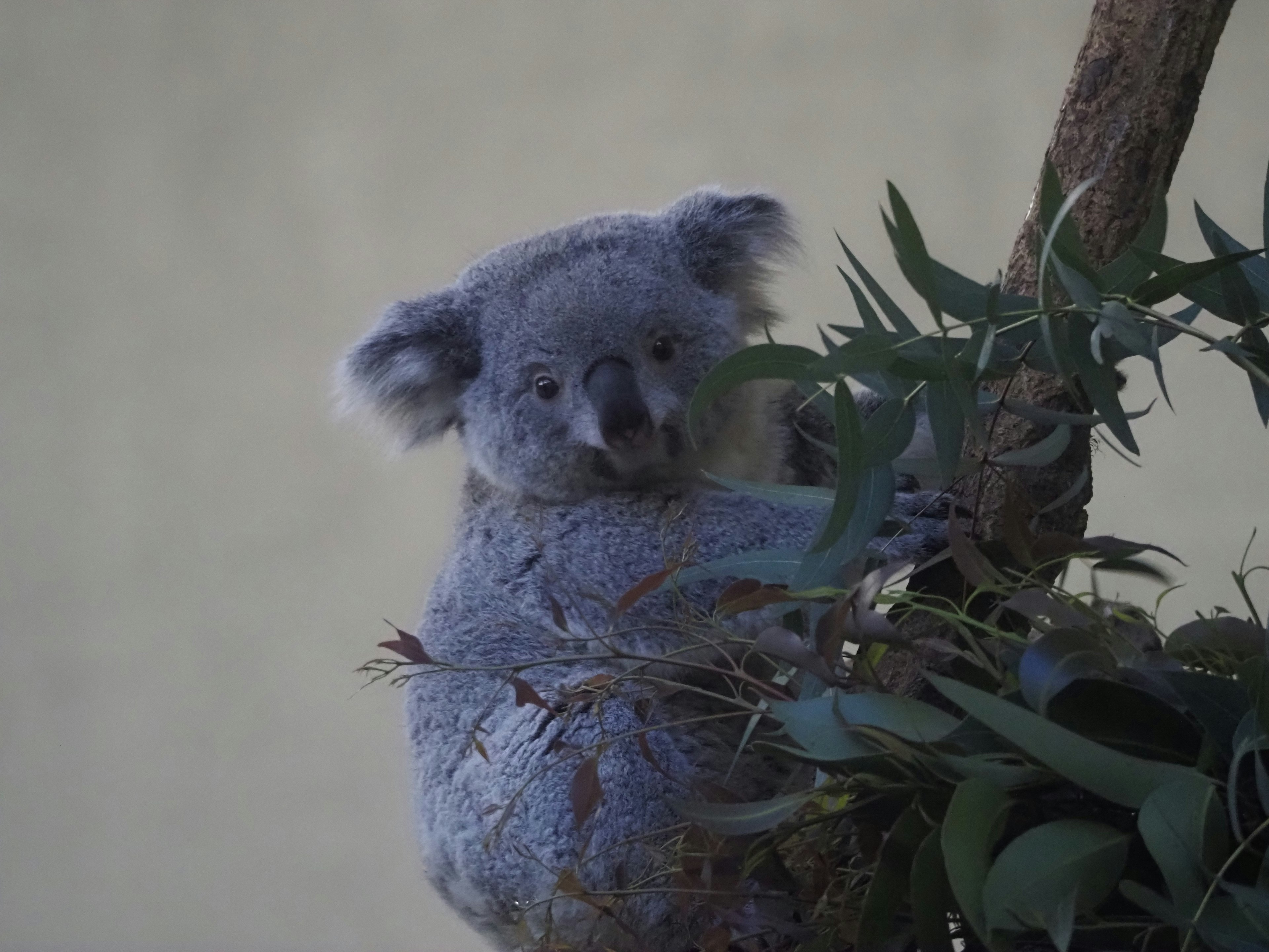 Koala lucu bersandar di pohon dengan daun eucalyptus