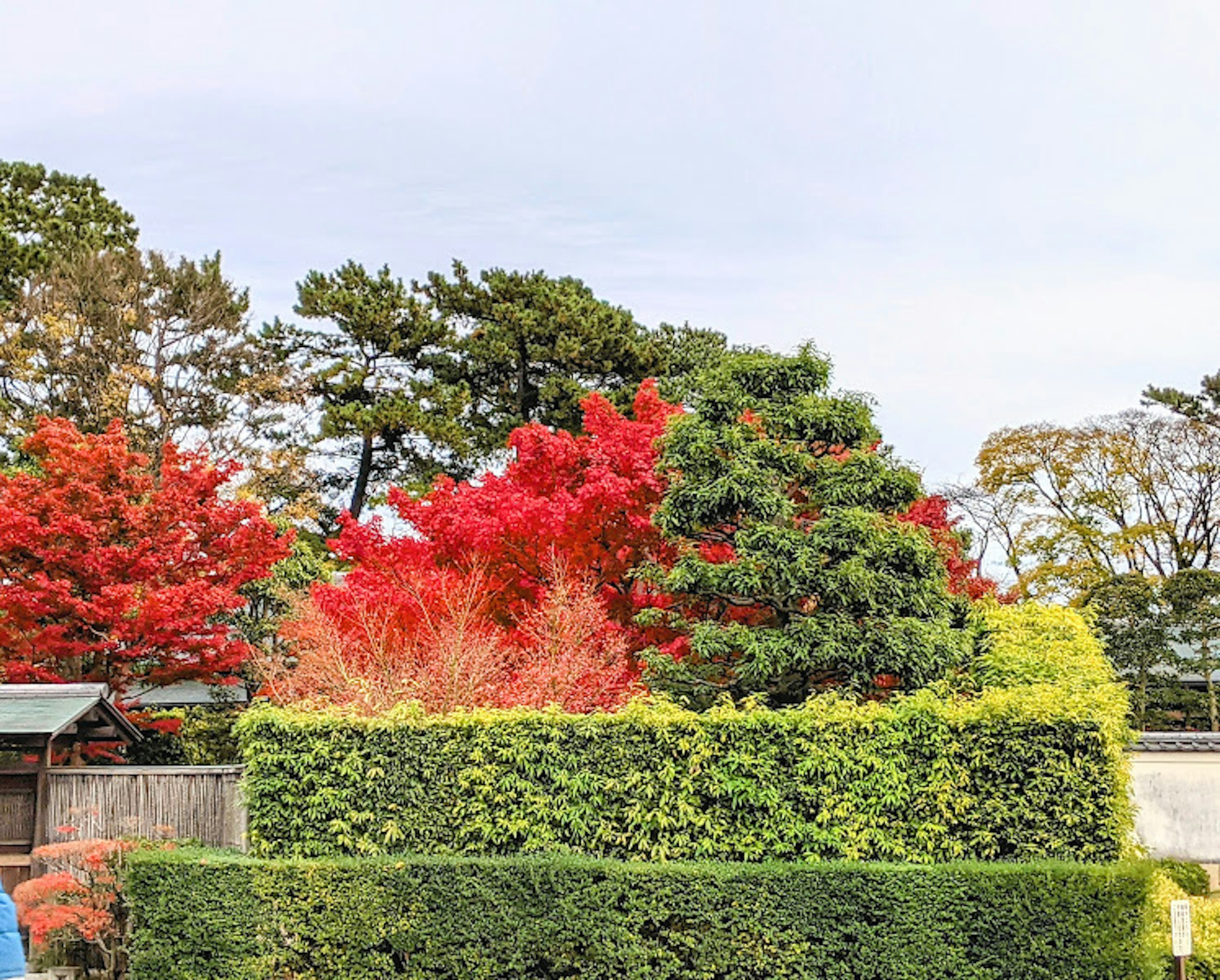 Paesaggio di un giardino giapponese con fogliame autunnale colorato e siepi verdi