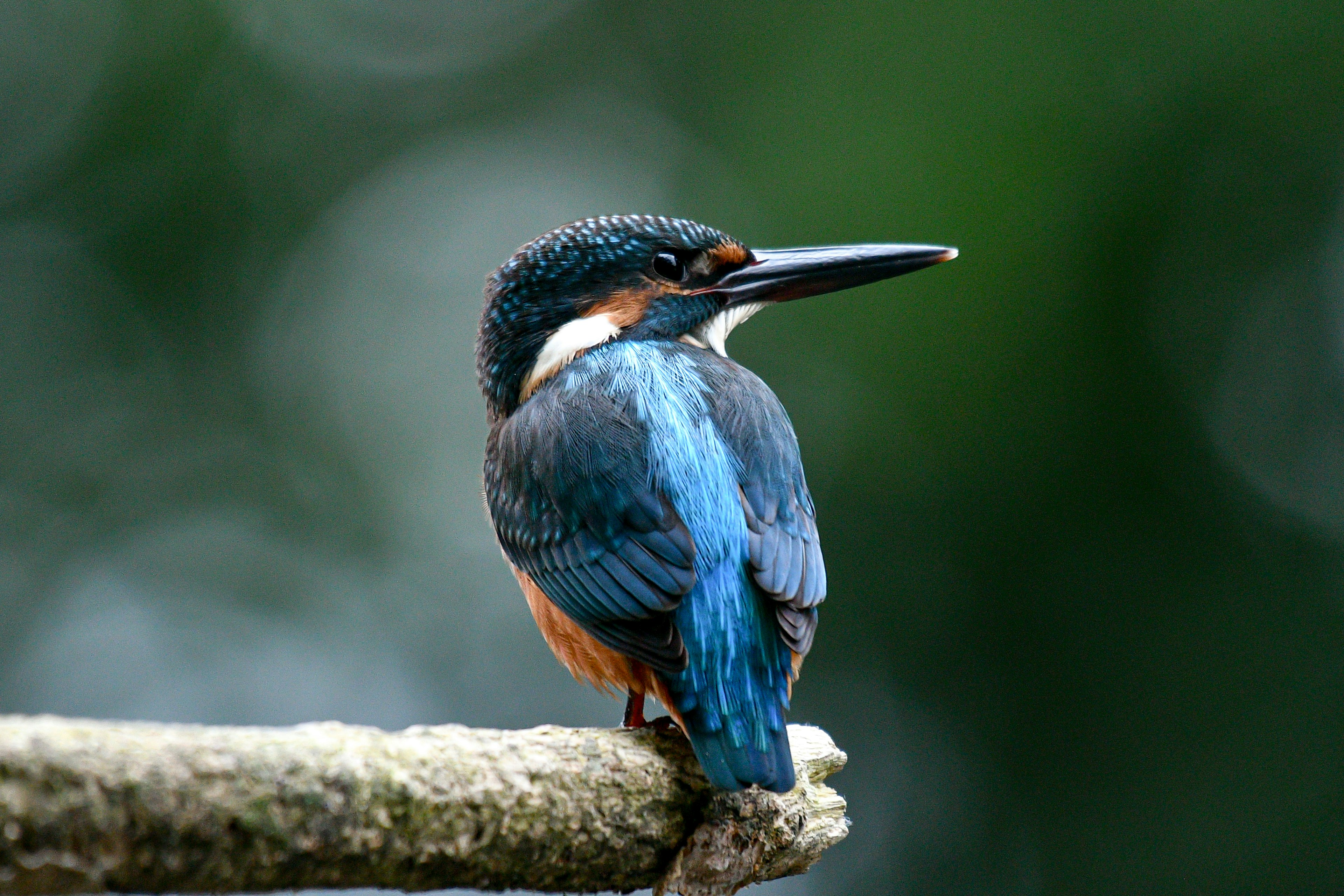 Un martin pescatore con piume blu e pancia arancione posato su un ramo